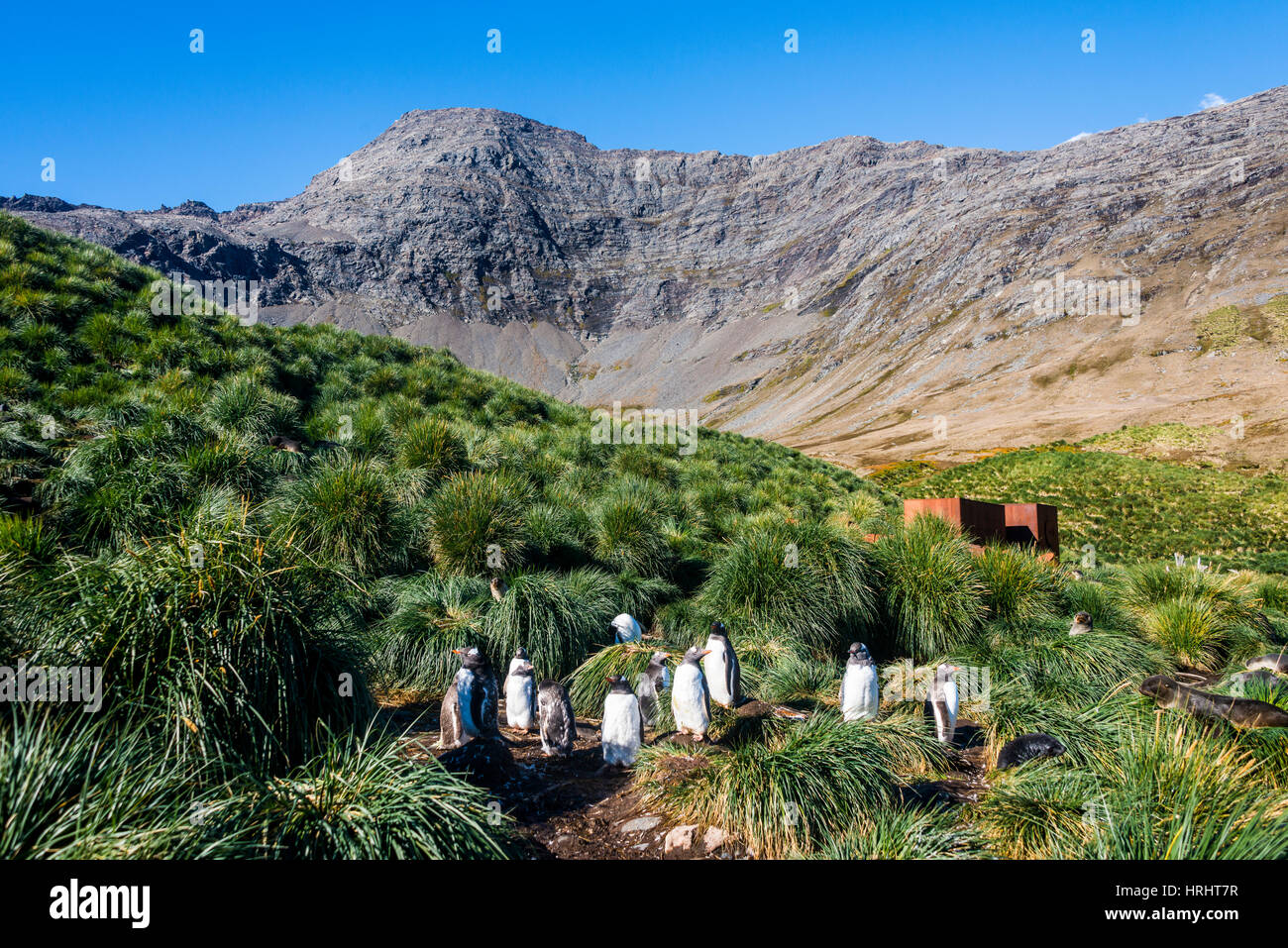 Gentoo Penguin (Pygoscelis Papua) Kolonie, Godthul, South Georgia, Antarktis, Polarregionen Stockfoto