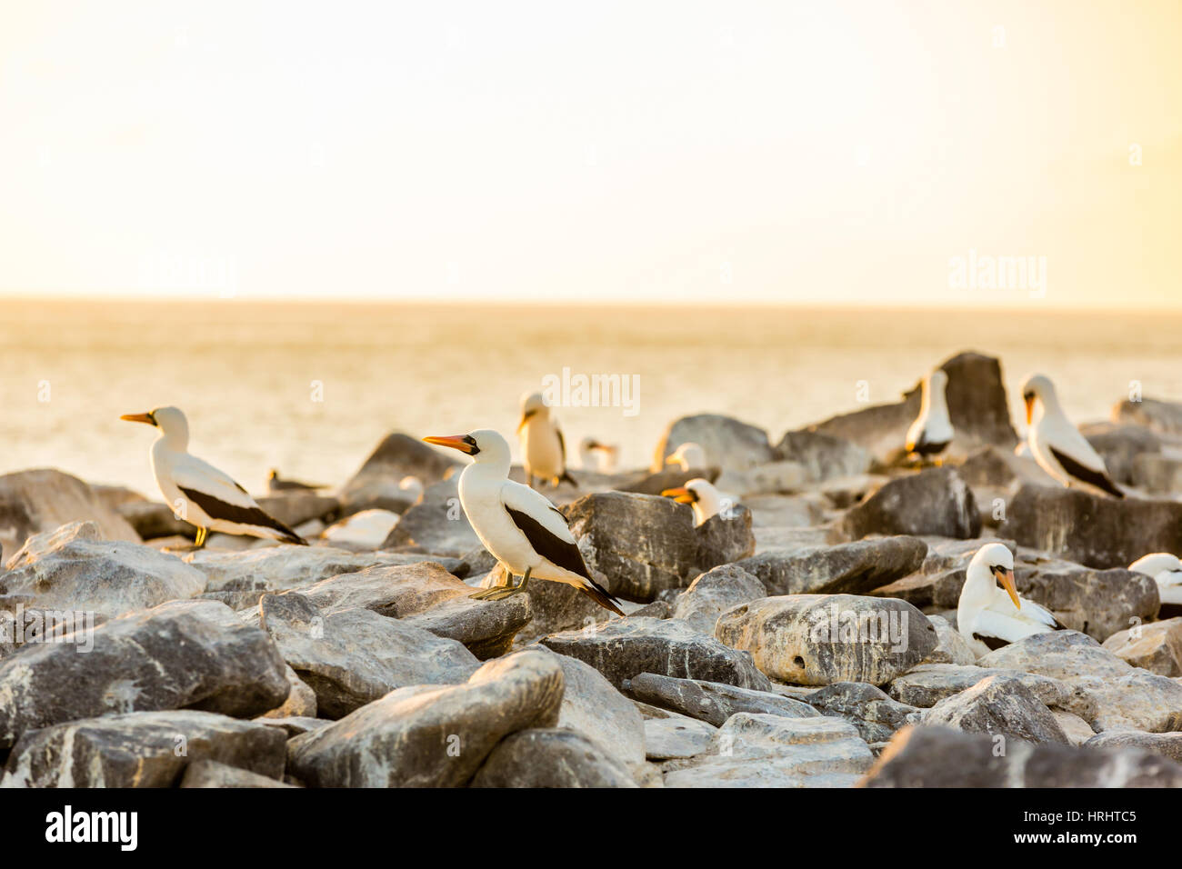 Nazca-Tölpel, Espanola Insel-Galapagos-Inseln, Ecuador Stockfoto