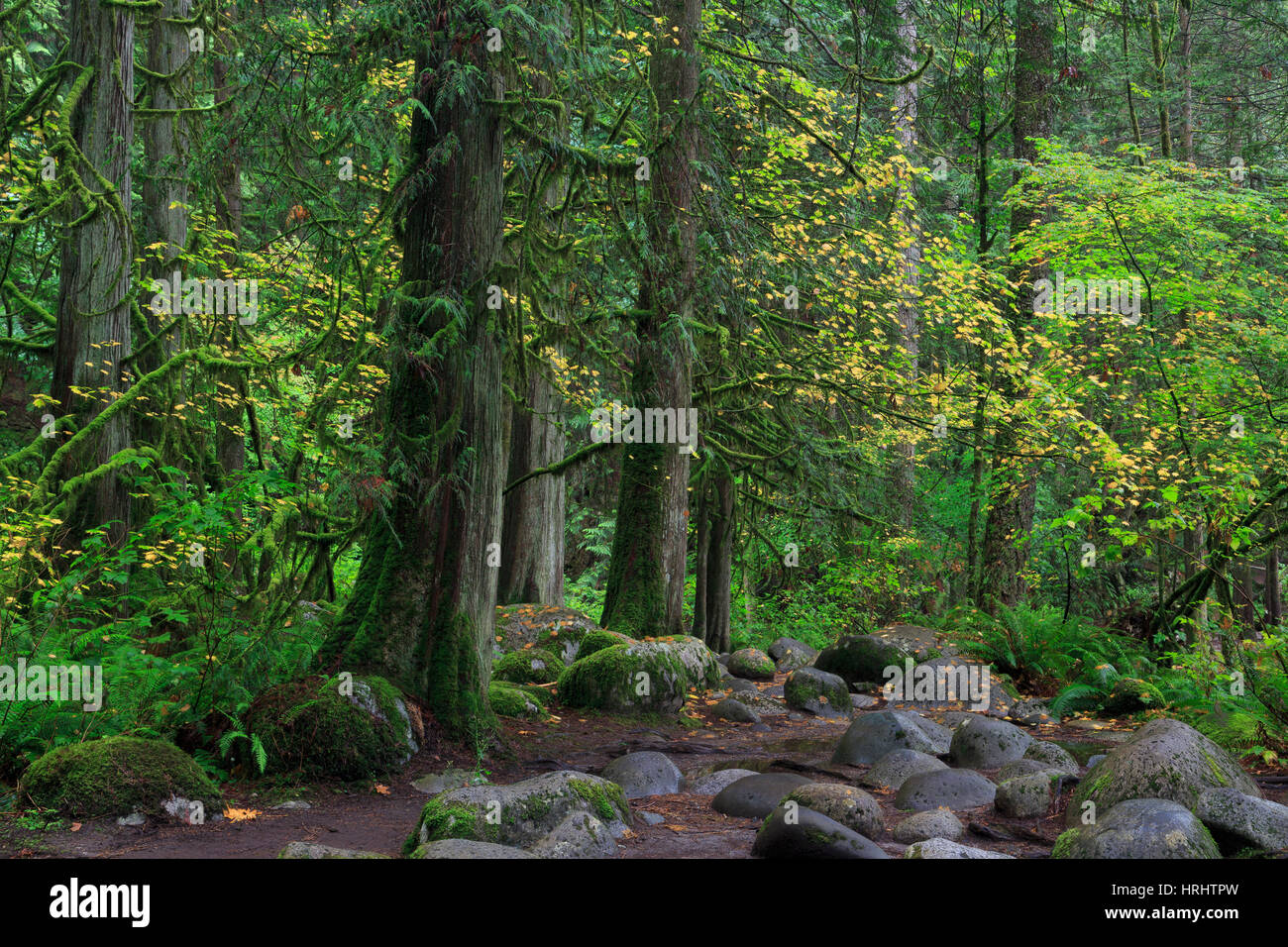 Lynn Canyon Park, Vancouver, Britisch-Kolumbien, Kanada, Nordamerika Stockfoto
