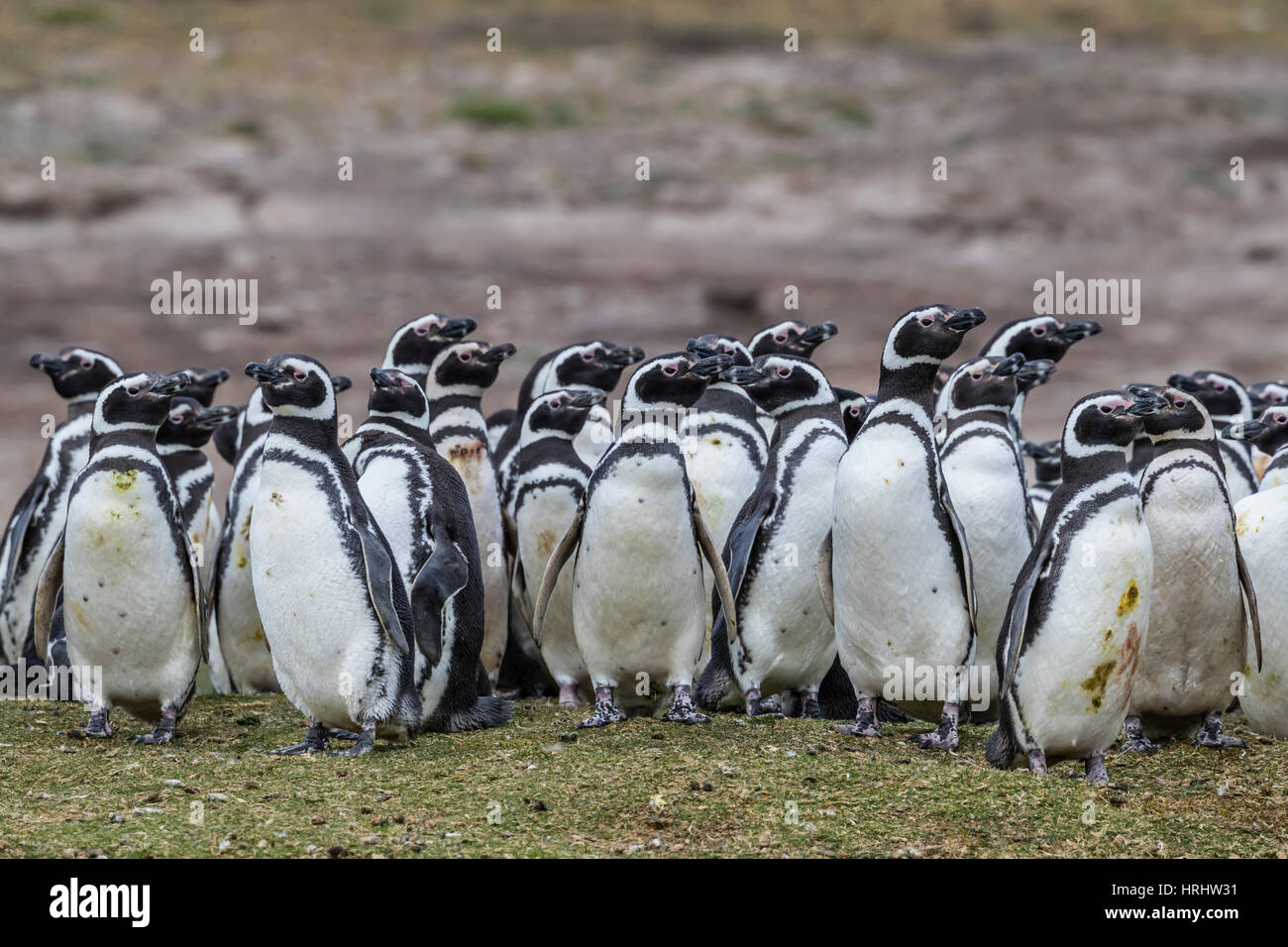 Magellan-Pinguin (Spheniscus Magellanicus) Brutkolonie auf der Karkasse Insel, Falkland-Inseln Stockfoto