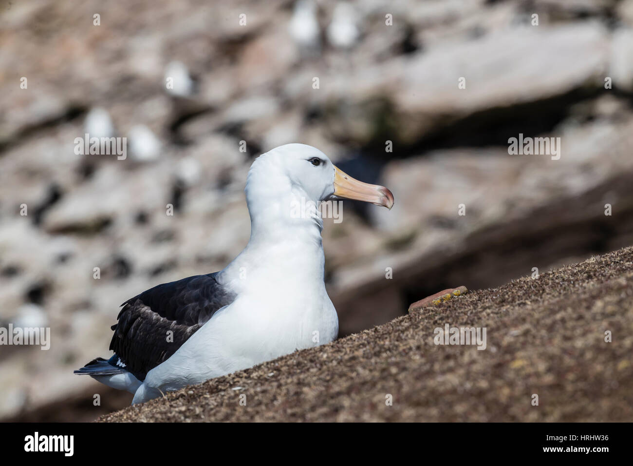 Black-browed Albatross (Thalassarche Melanophris) in Brutkolonie auf Saunders Island, Falkland-Inseln Stockfoto