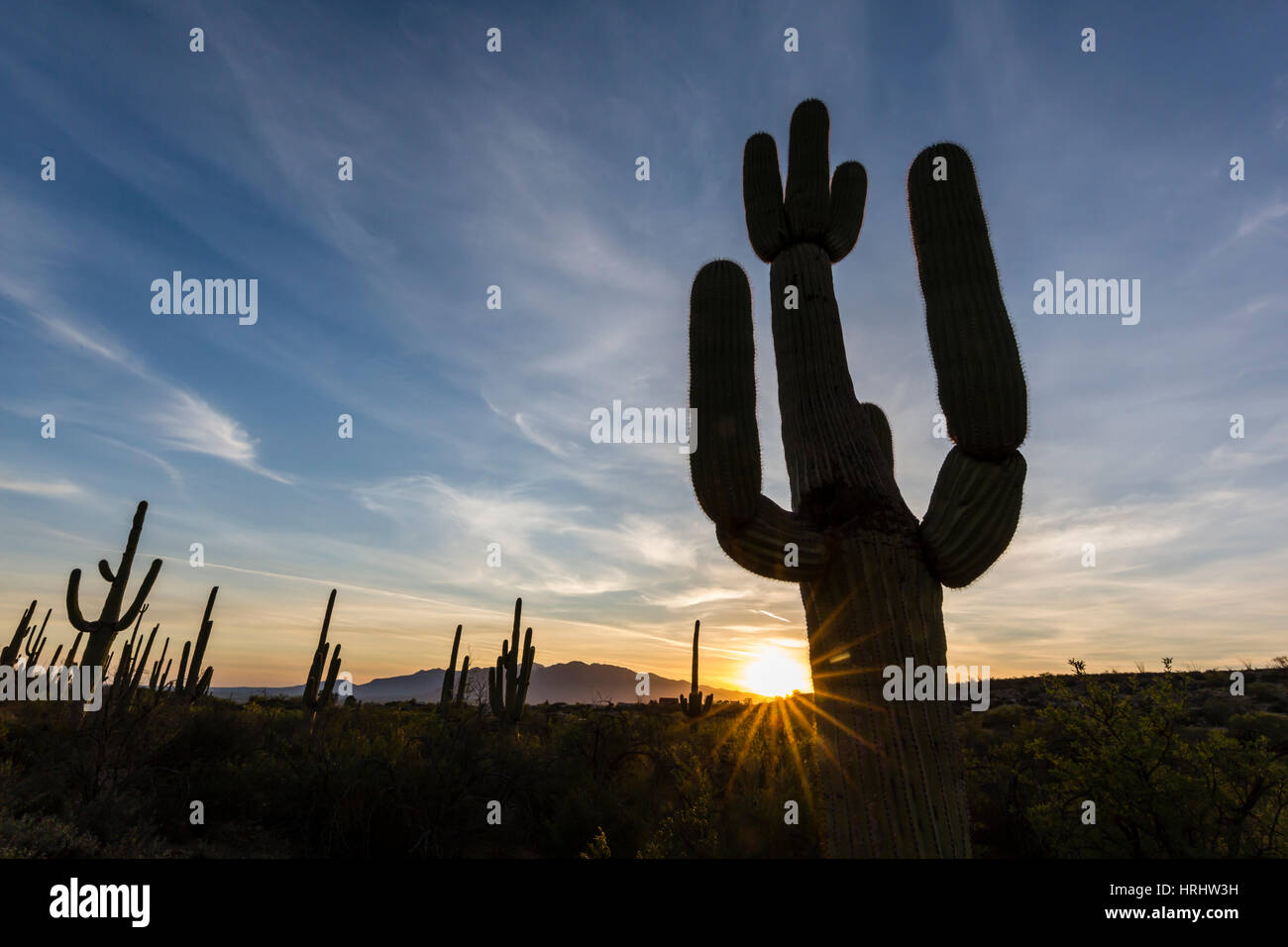 Sonnenaufgang am Saguaro-Kaktus in Blüte, Sweetwater Preserve, Tucson, Arizona, Vereinigte Staaten von Amerika, Nordamerika Stockfoto