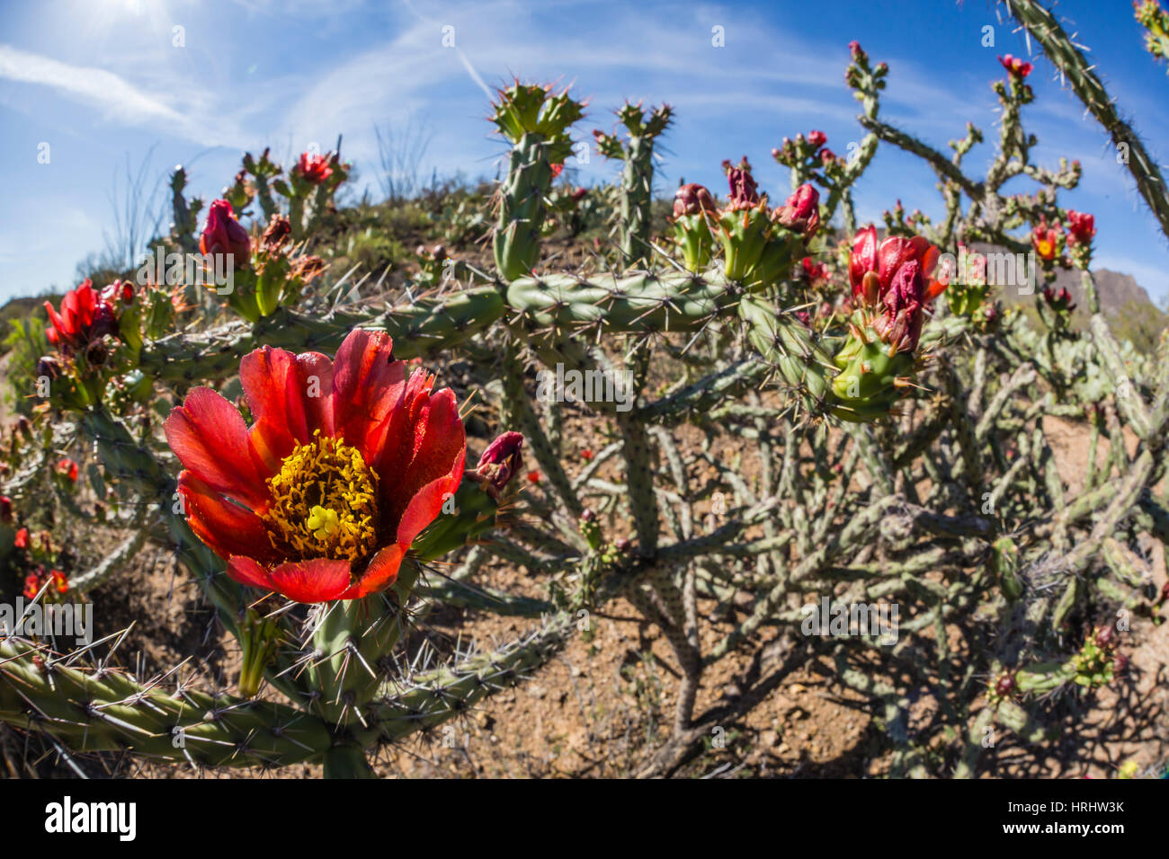 Blühende Cholla Cactus in Sweetwater Preserve, Tucson, Arizona, Vereinigte Staaten von Amerika, Nordamerika Stockfoto