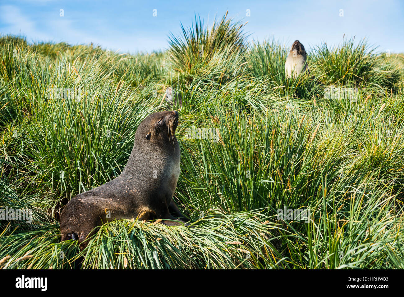 Young antarktische Seebär (Arctocephalus Gazella), Prion Island, Südgeorgien, Antarktis, Polarregionen Stockfoto