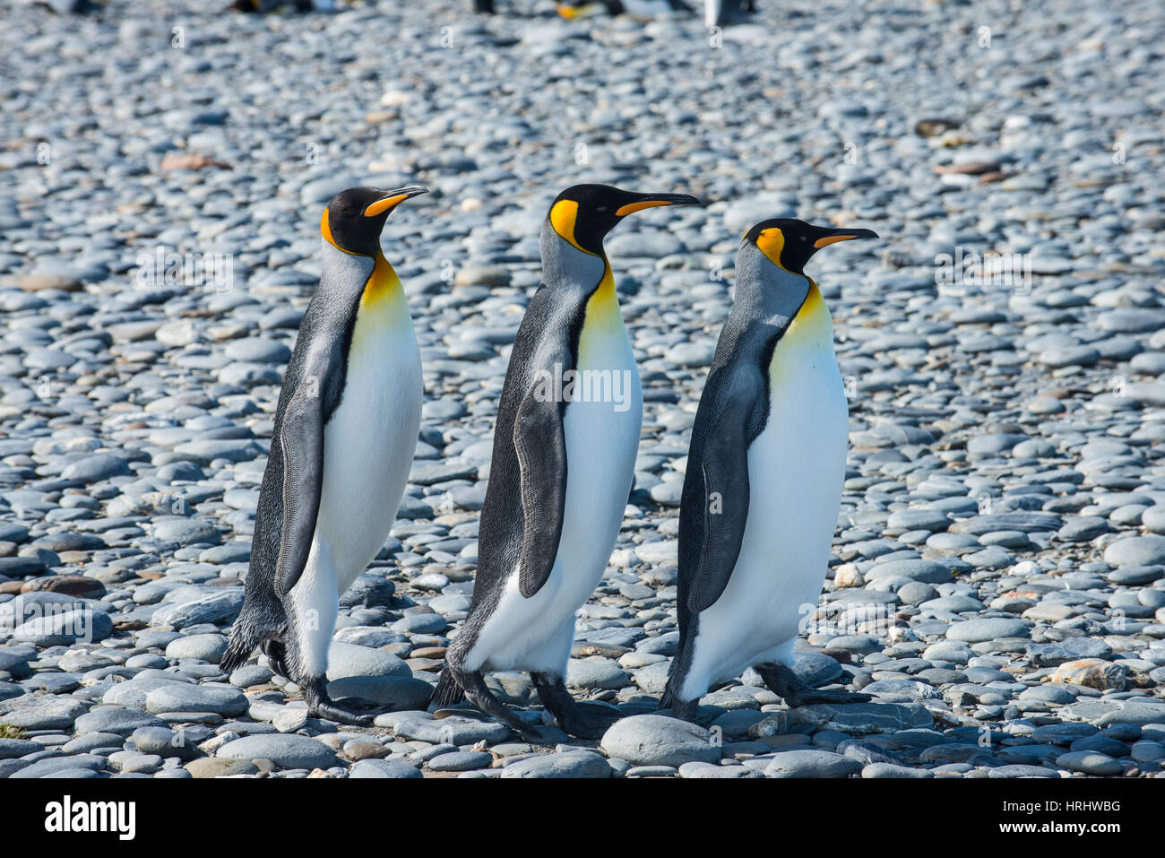 König Penguins (Aptenodytes Patagonicus), Salisbury Plain, Südgeorgien, Antarktis, Polarregionen Stockfoto