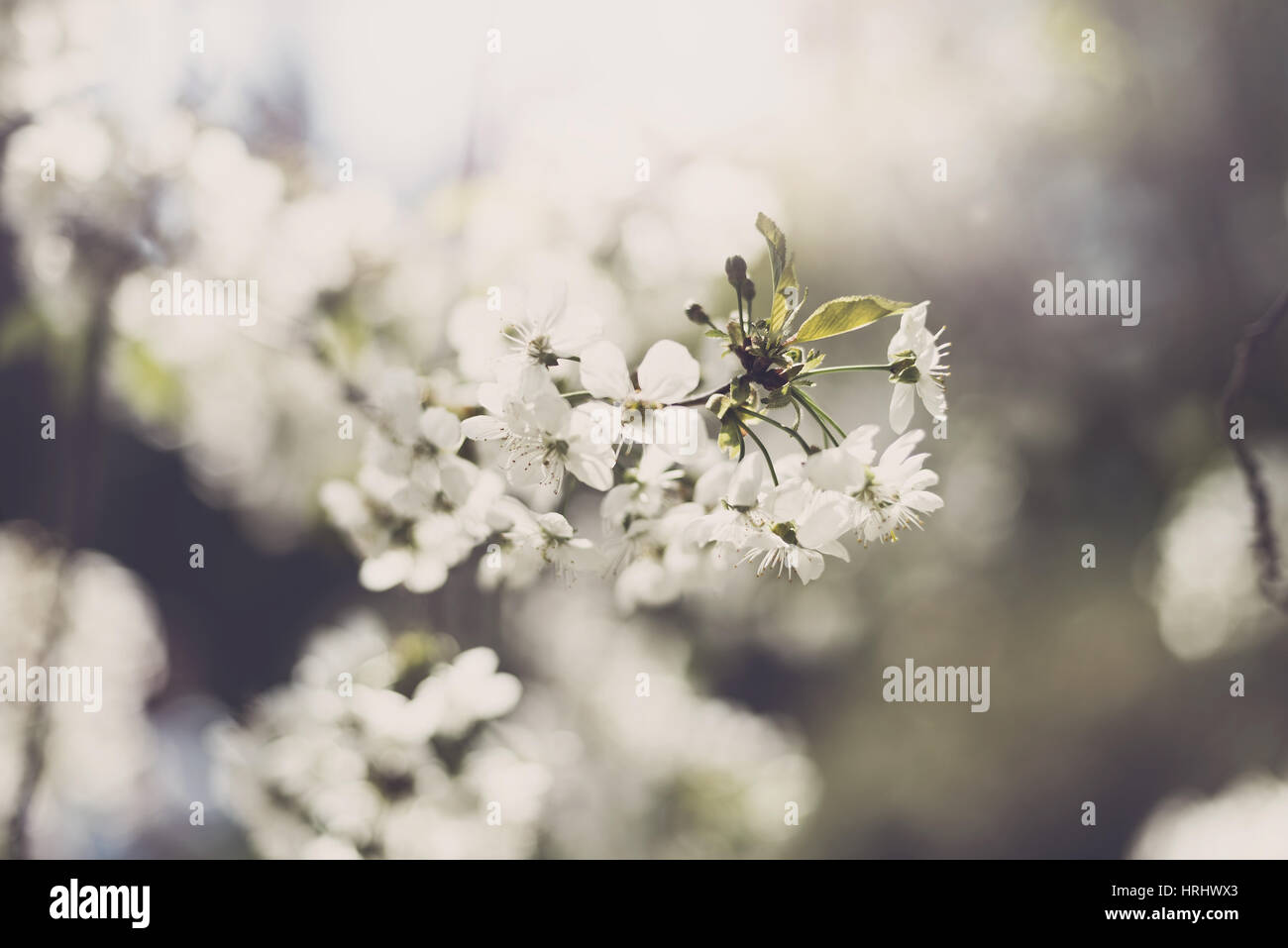 Blumen blühen Baum Stockfoto