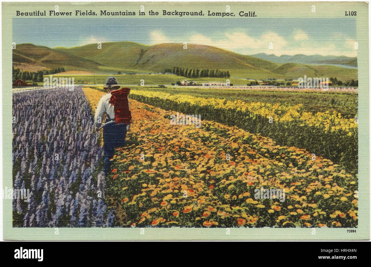 Schöne Blumenfelder, Berge im Hintergrund, Lompoc, Kalifornien Stockfoto