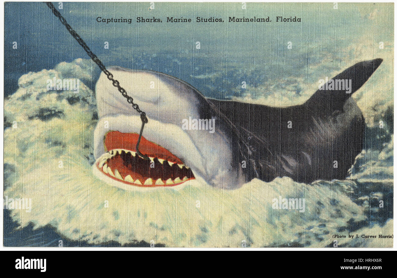 Erfassung von Haien, Marine Studios, Marineland, Florida Stockfoto