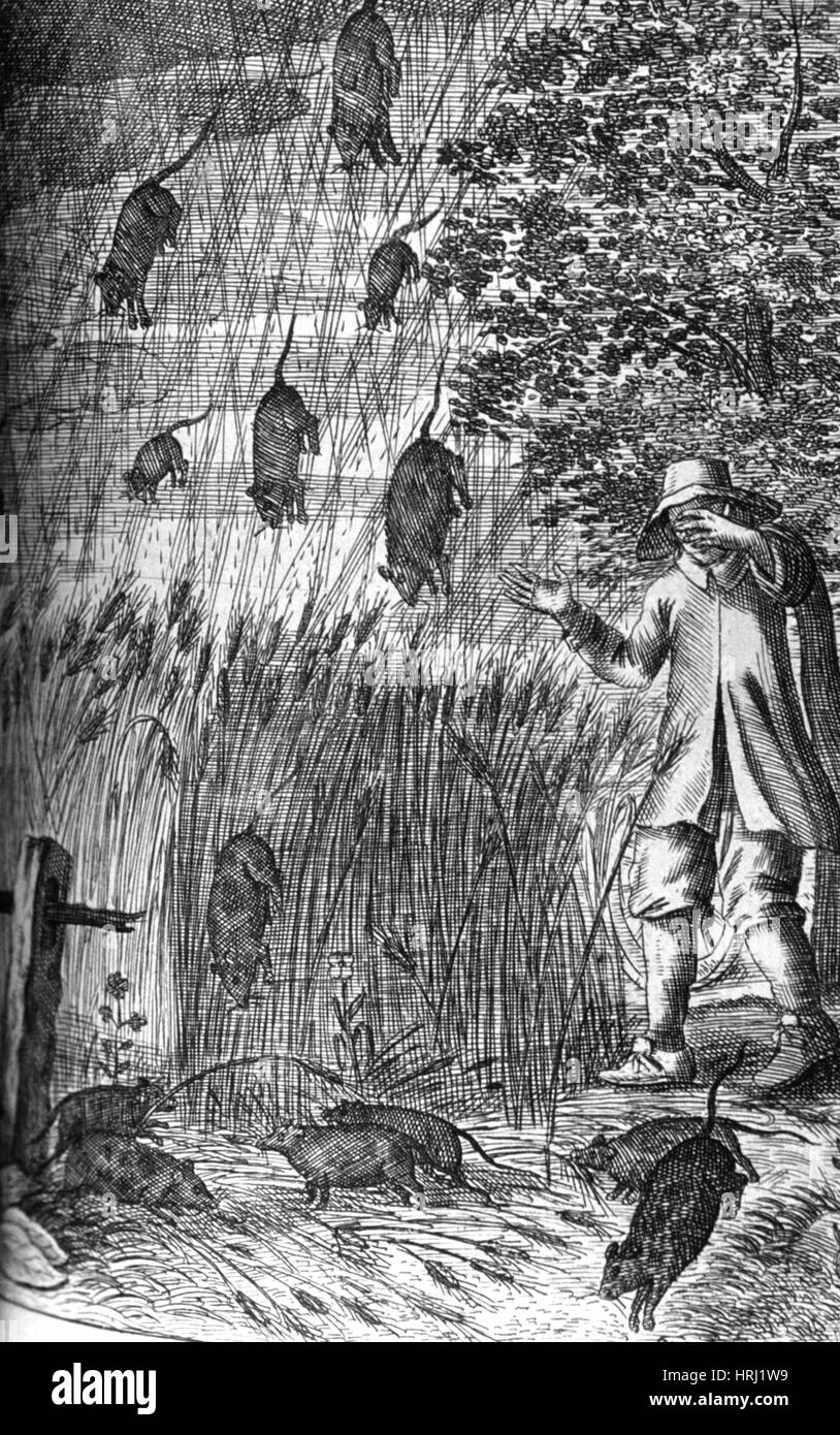 Es regnet Ratten, 1680 Stockfoto
