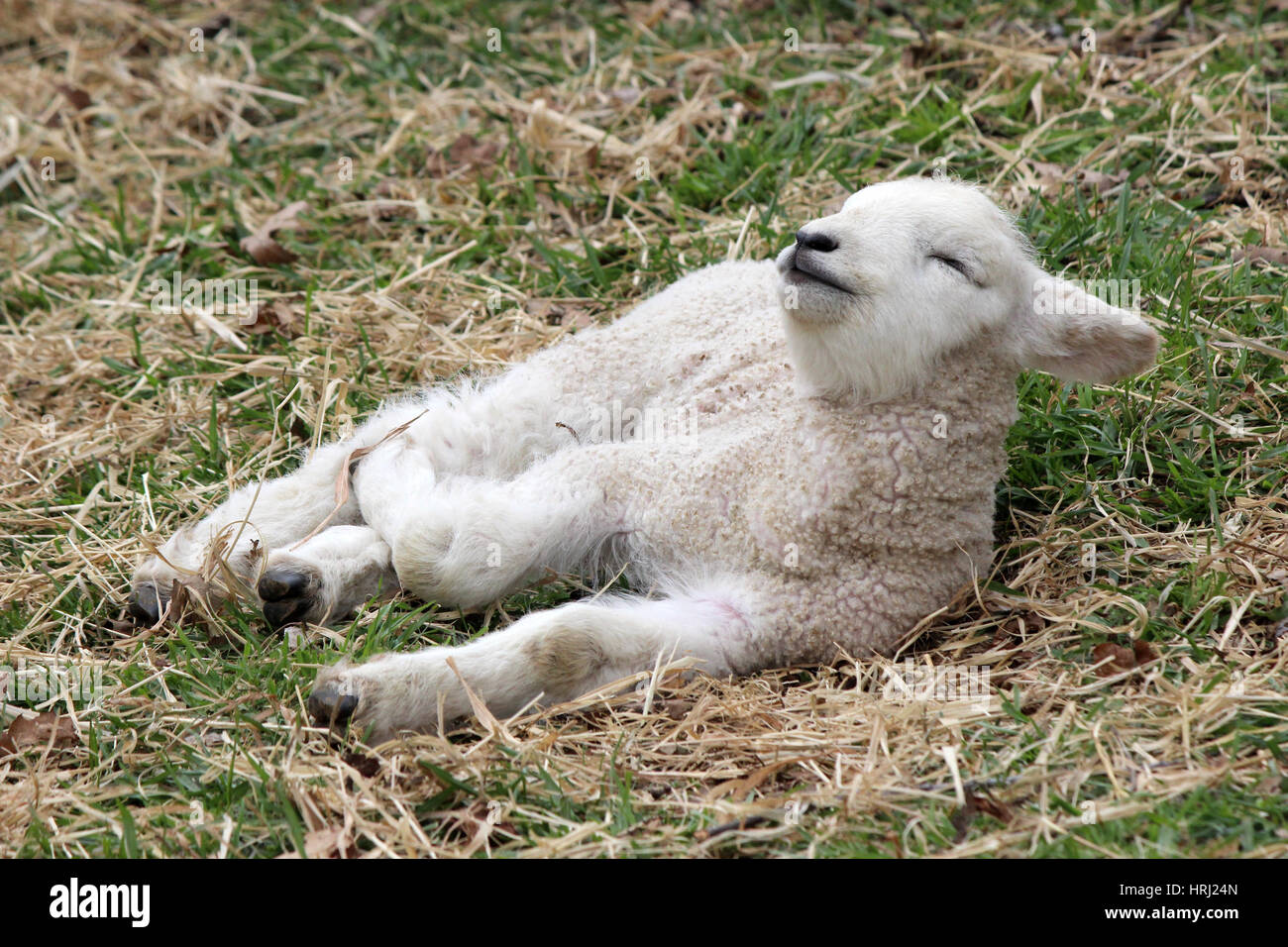 Ein Neugeborenes Lamm ruht in einem Feld auf einem Bauernhof Stockfoto