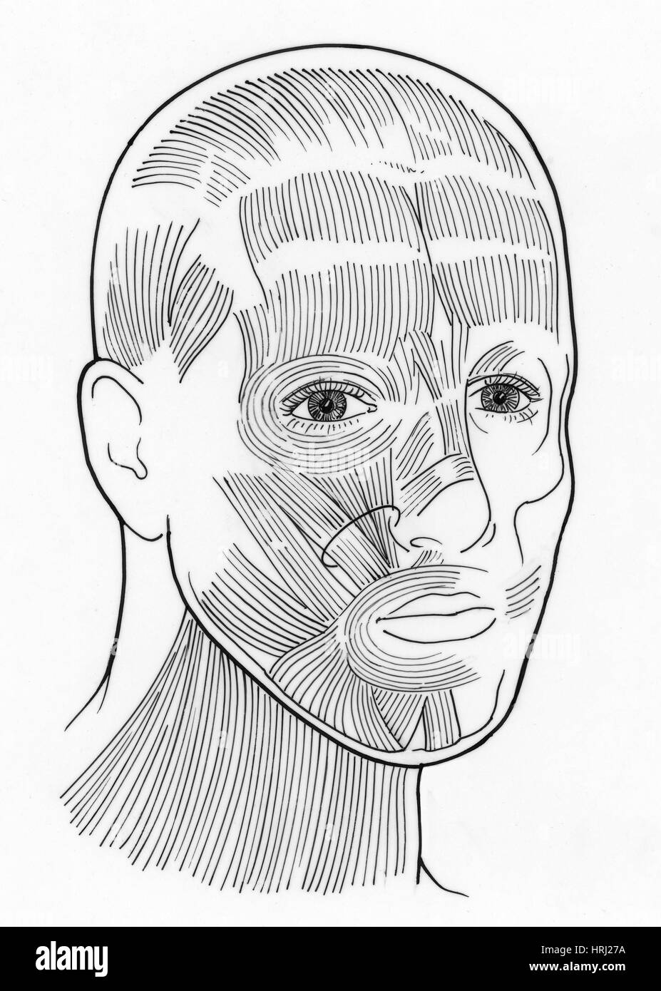 Abbildung der Gesichtsmuskeln Stockfoto