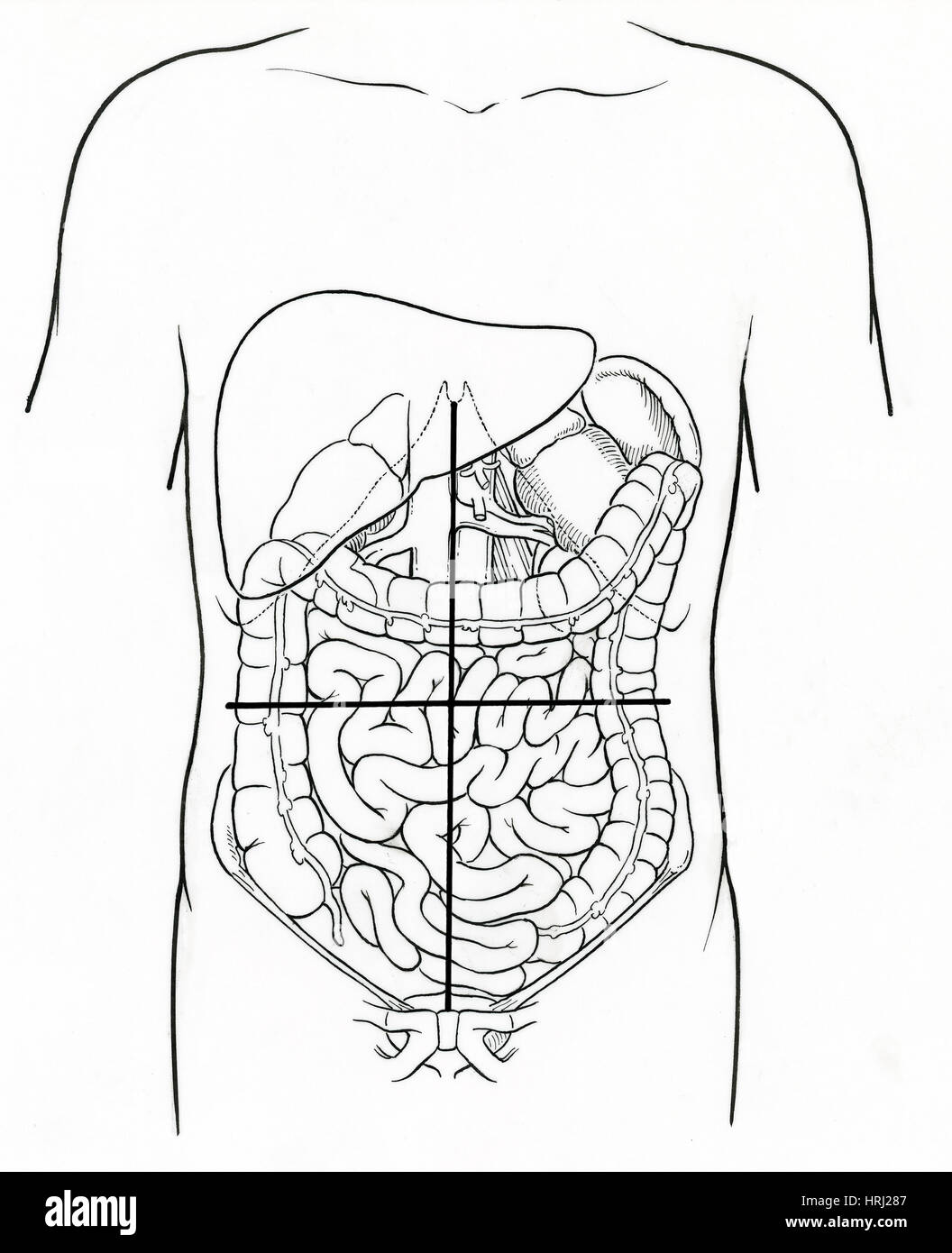 Abbildung der Abdominal-Quadranten Stockfoto