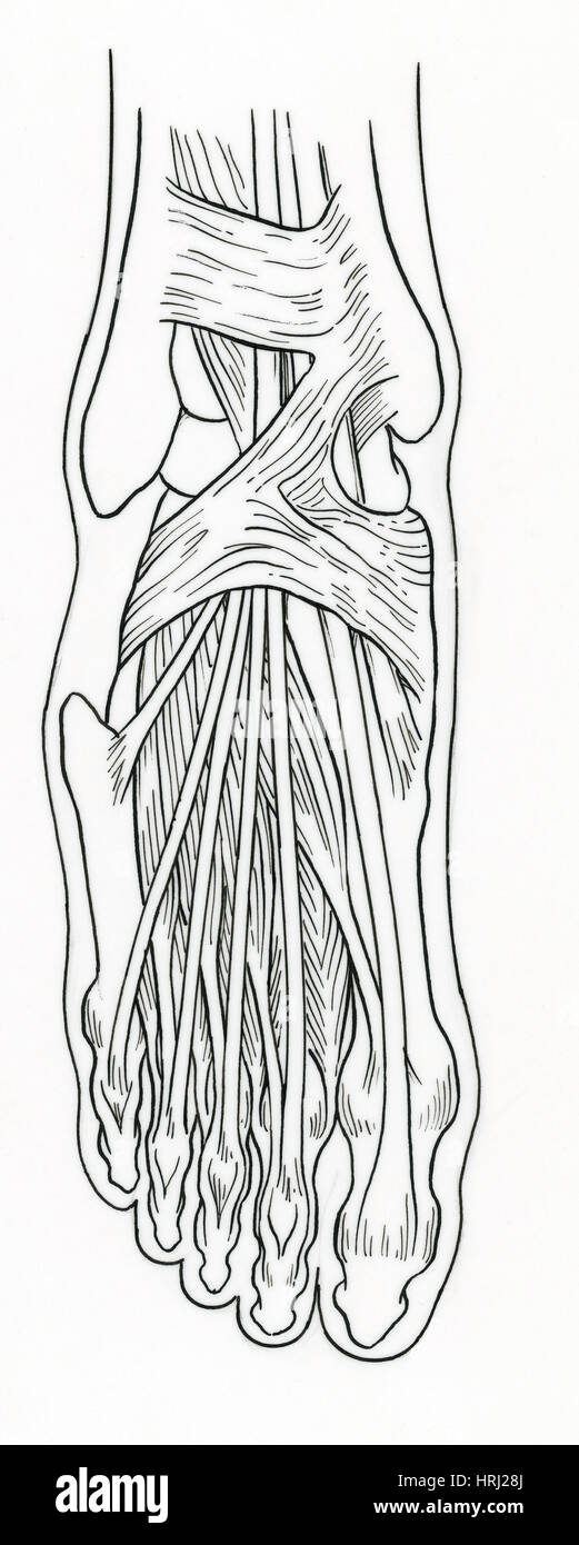 Darstellung der Anatomie des Fußes Stockfoto