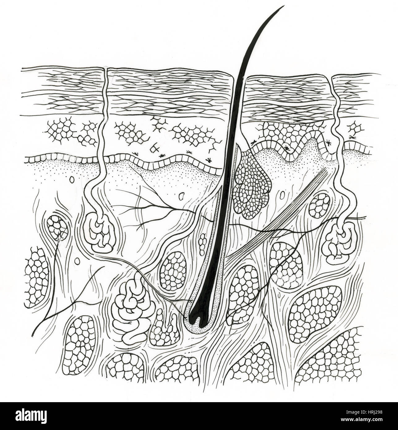 Darstellung der Haut Abschnitt Stockfoto Darstellung der Haut Abschnitt Stockfoto