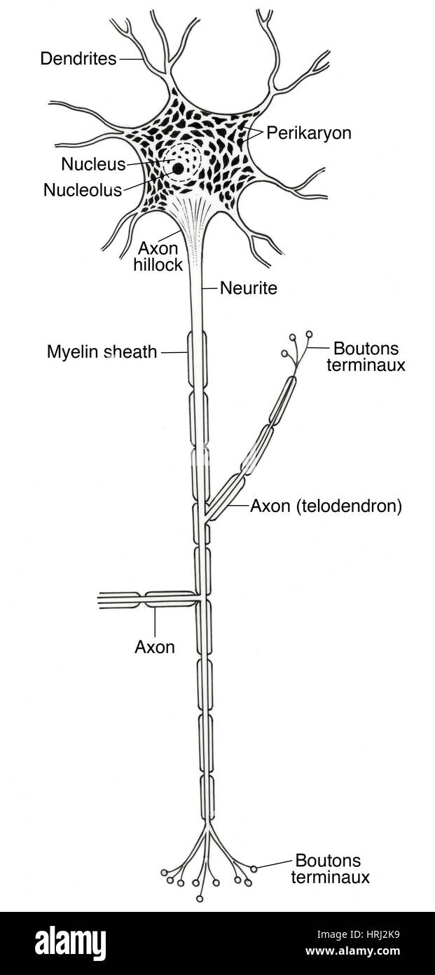 Abbildung von Motoneuron Stockfoto