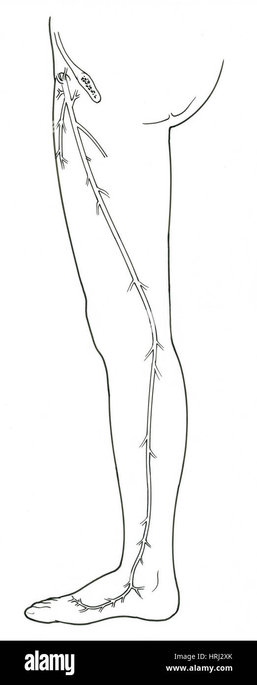 Illustration der großen Stammvenen Stockfoto