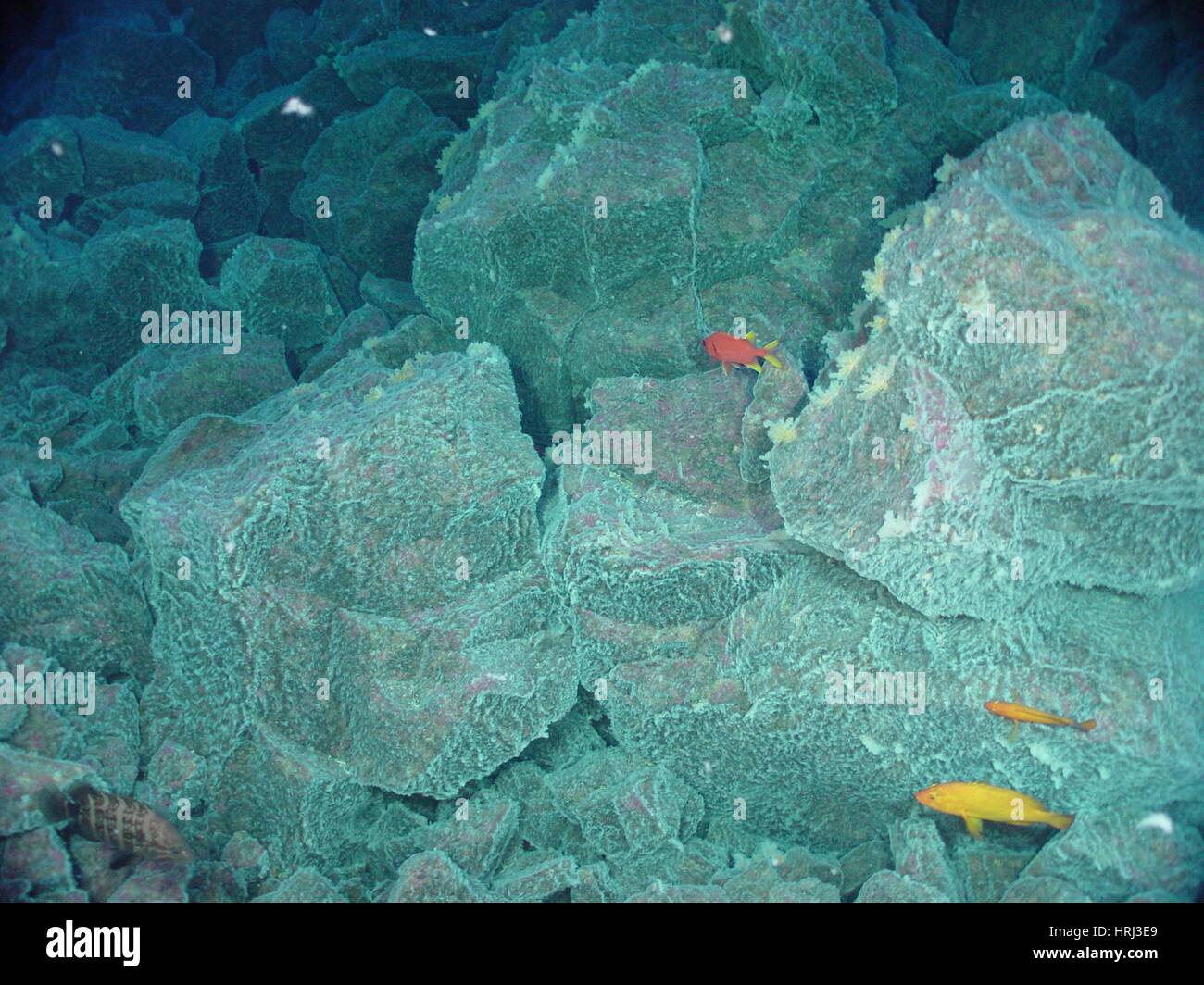 Hydrothermal vent Fotos und Bildmaterial in hoher Auflösung Alamy