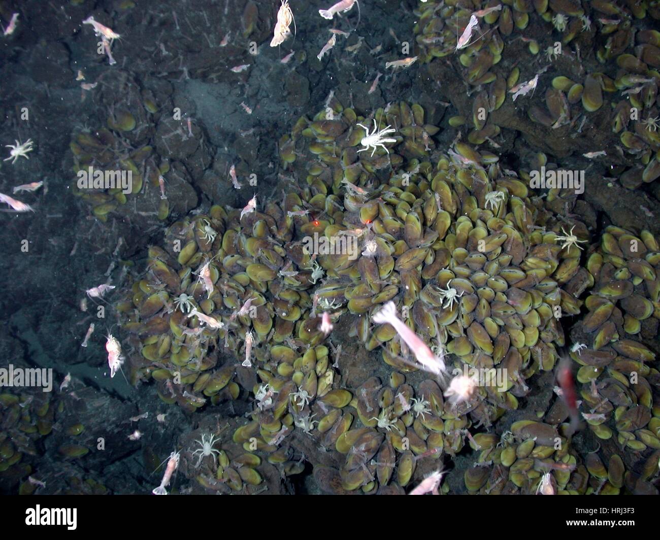 Hydrothermal deep sea Fotos und Bildmaterial in hoher Auflösung Alamy