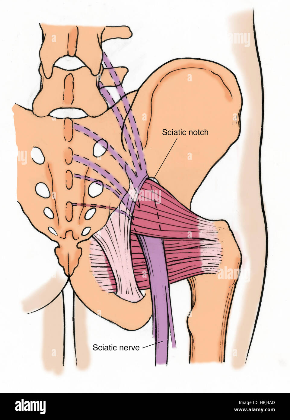 Abbildung des menschlichen Beckens Stockfoto