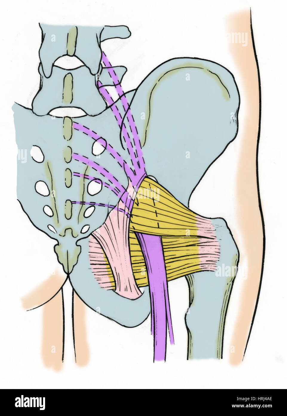 Abbildung des menschlichen Beckens Stockfoto