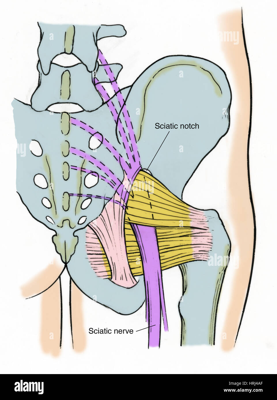 Abbildung des menschlichen Beckens Stockfoto