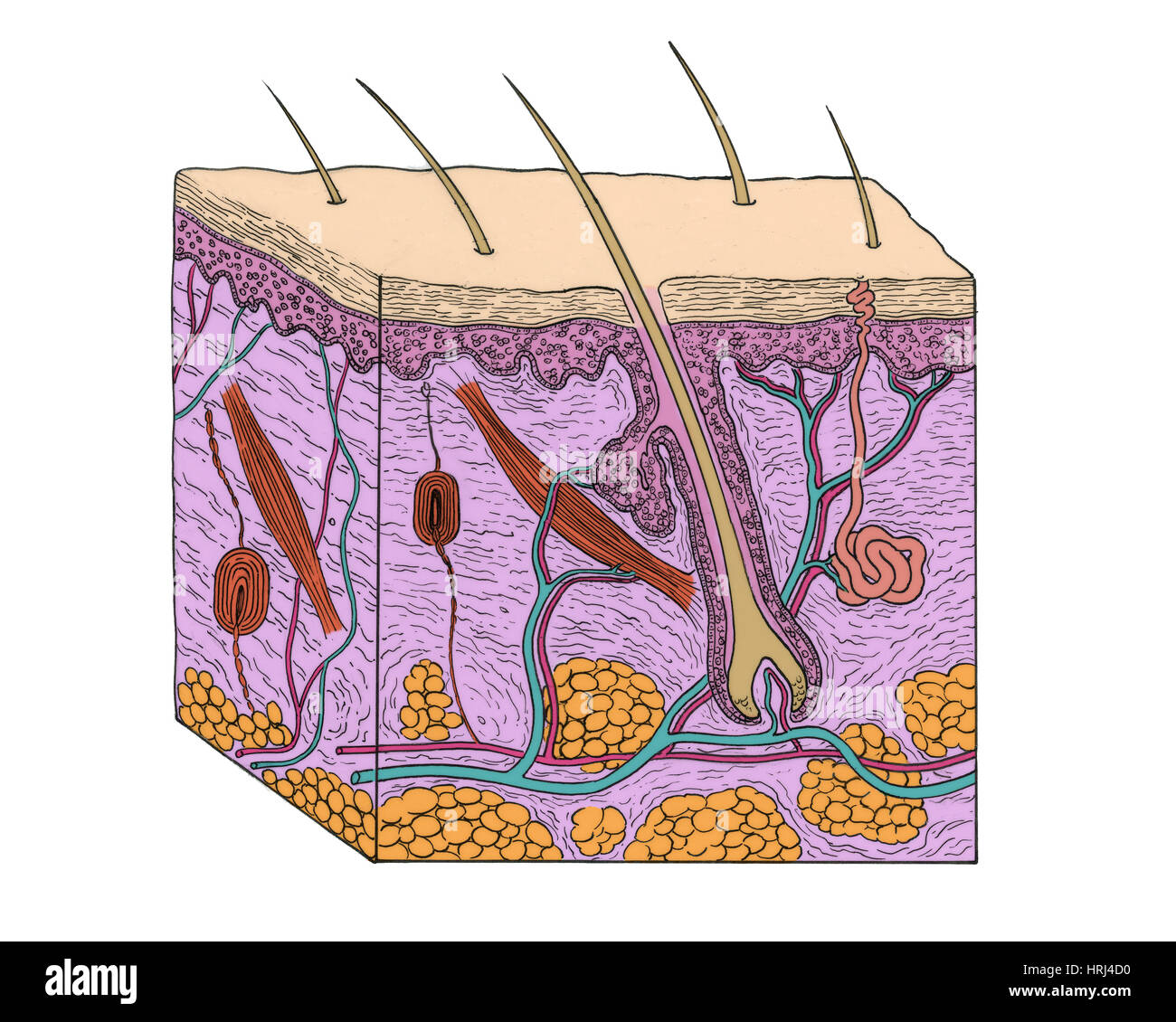 Darstellung der Haut Abschnitt Stockfoto Darstellung der Haut Abschnitt Stockfoto