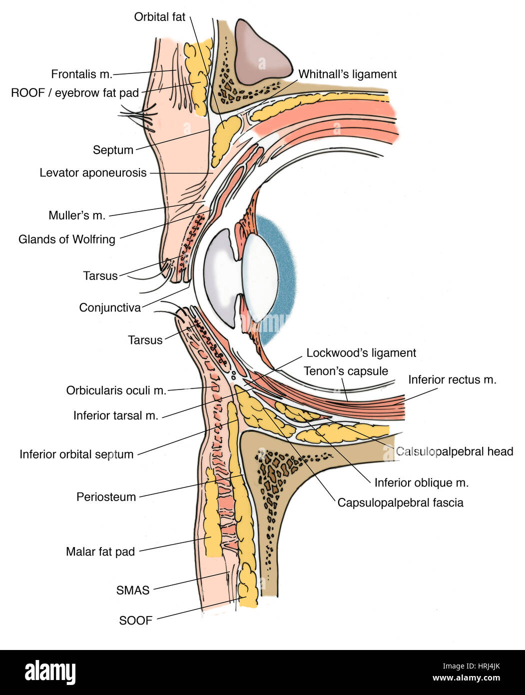 Darstellung der Anatomie des Auges Stockfoto