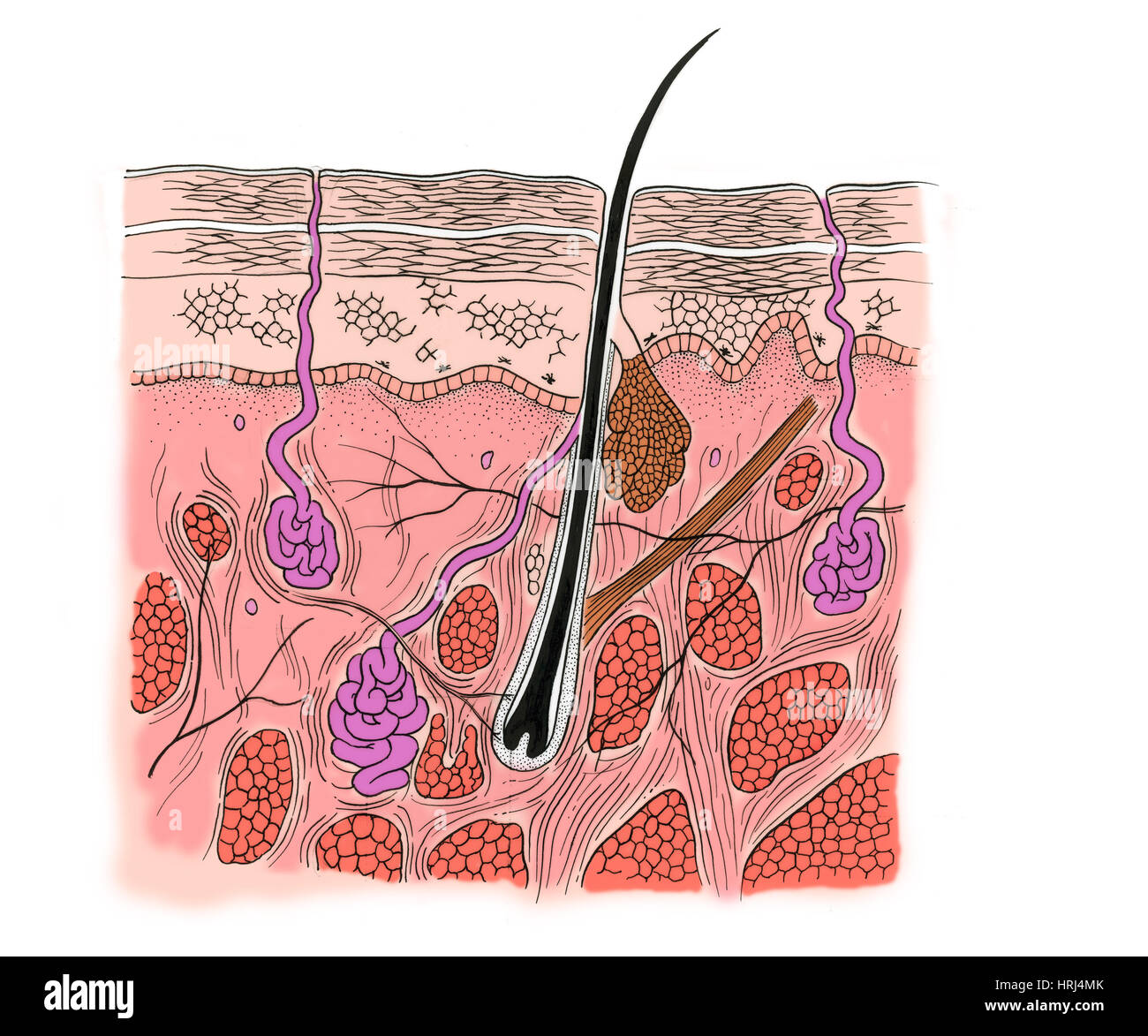 Darstellung der Haut Abschnitt Stockfoto Darstellung der Haut Abschnitt Stockfoto