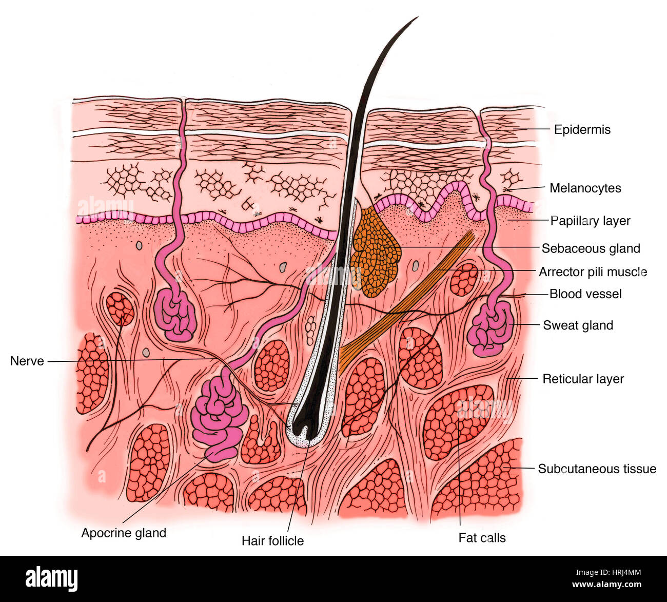 Darstellung der Haut Abschnitt Stockfoto Darstellung der Haut Abschnitt Stockfoto