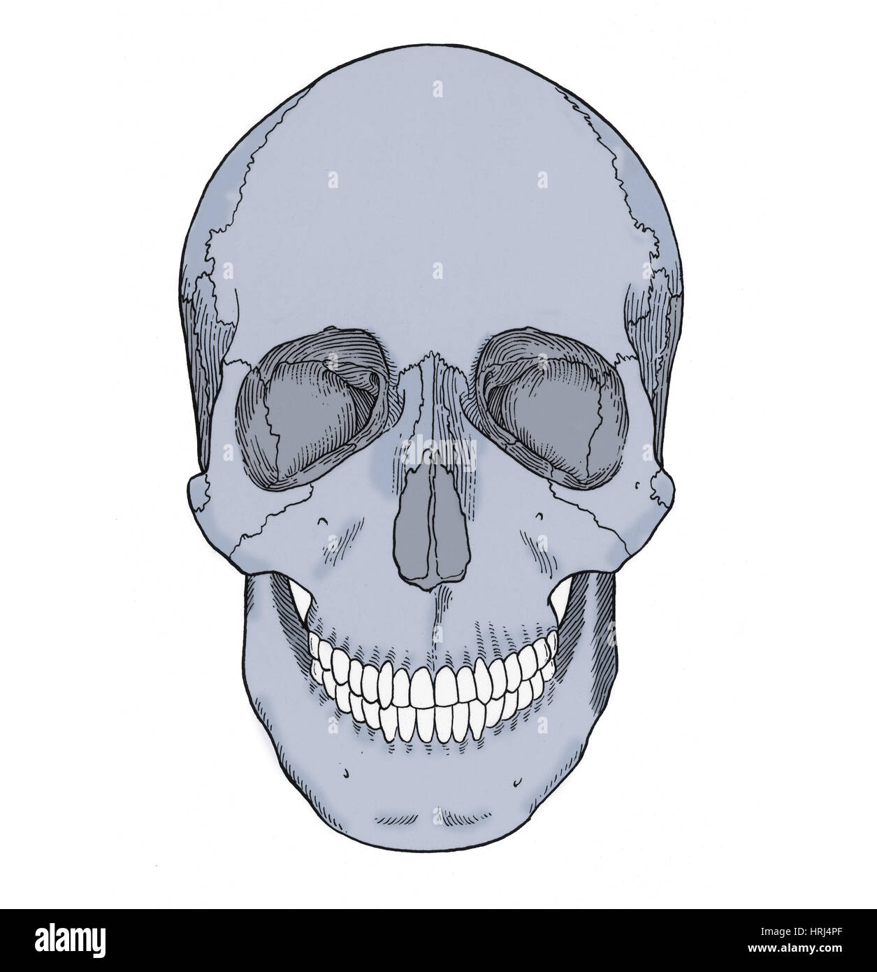 Illustration des vorderen Schädel Stockfoto