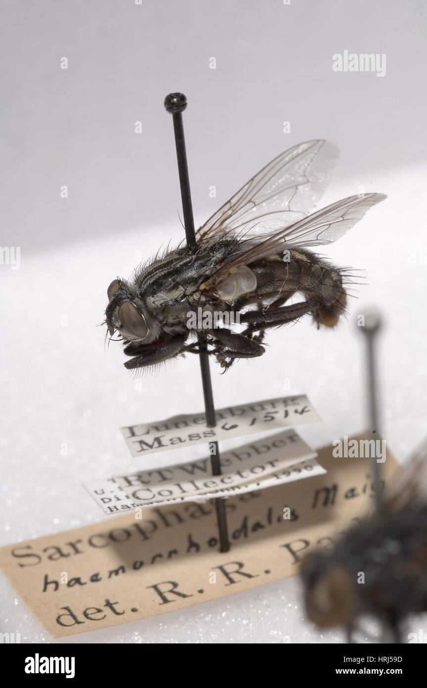 Forensische Helfer, Red-Tailed Fleisch fliegen Stockfoto