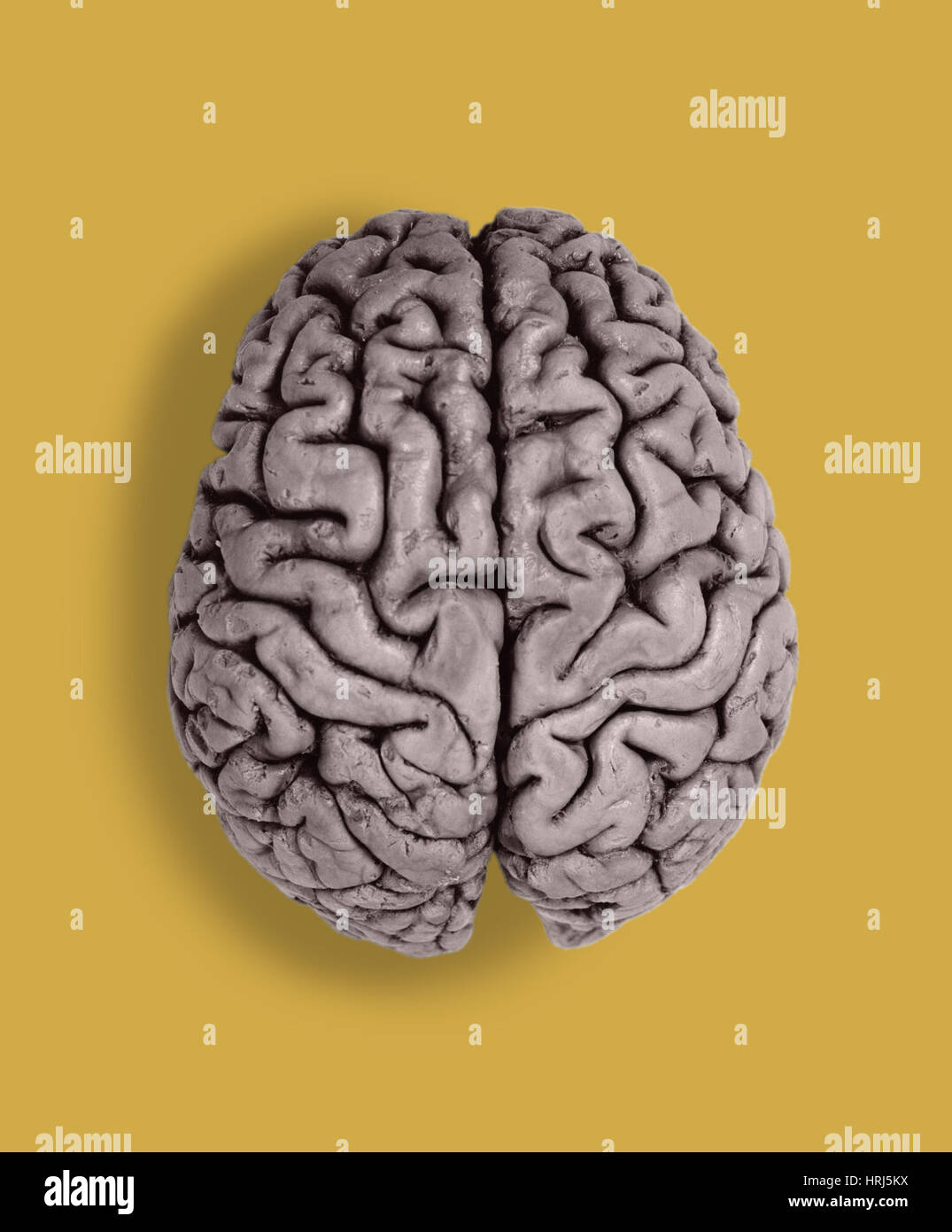 Menschliche Gehirn Stockfoto