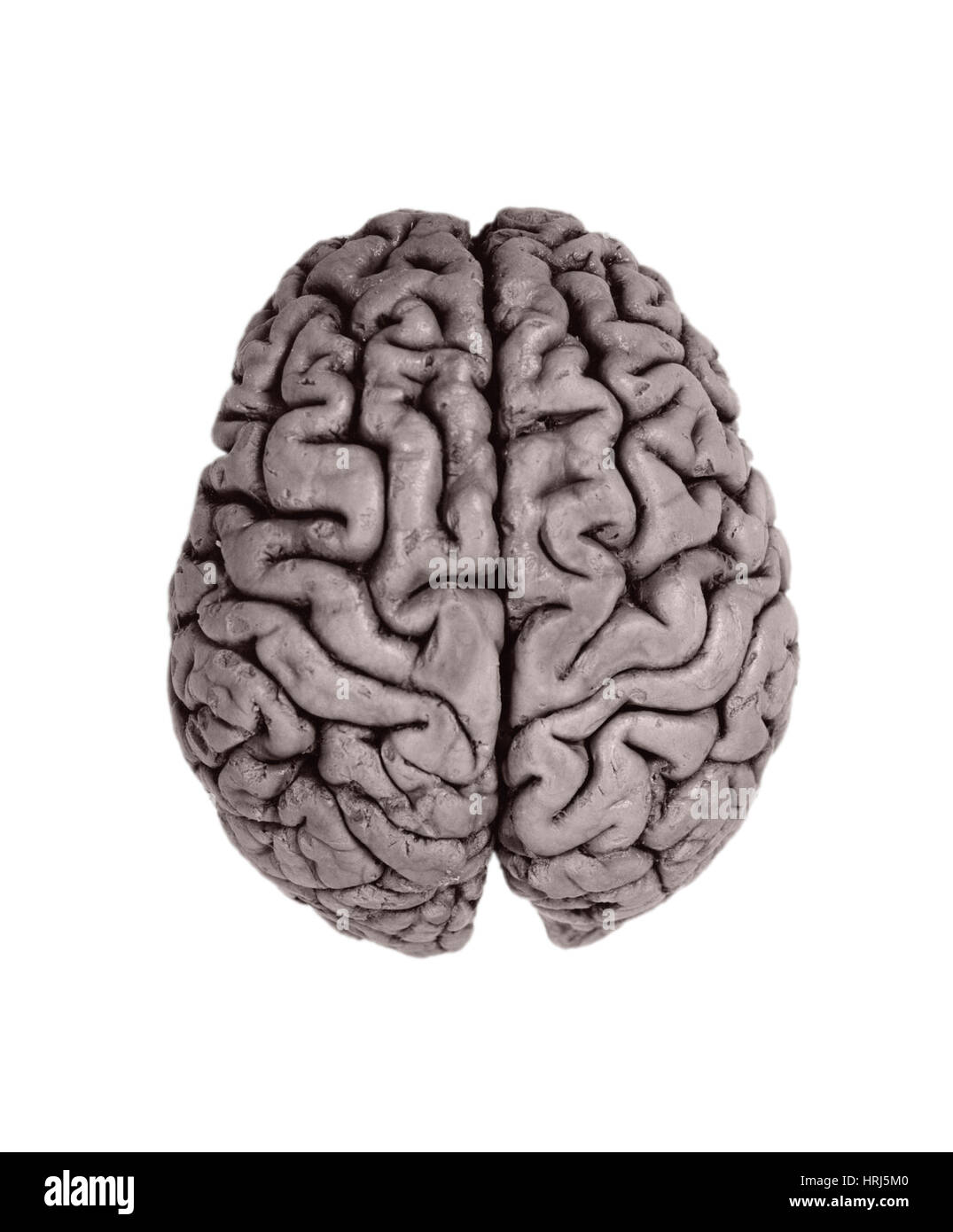 Menschliche Gehirn Stockfoto