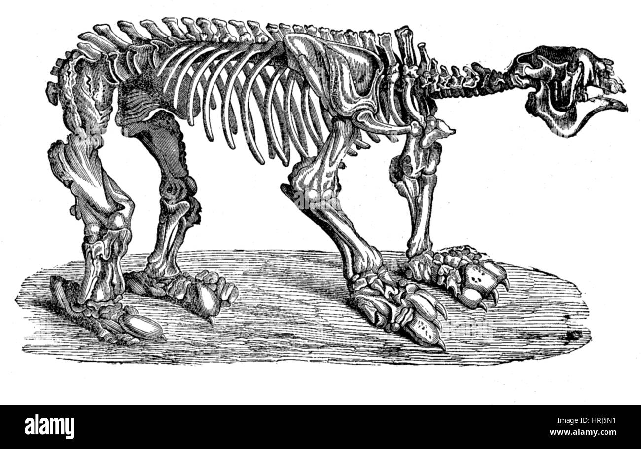 Megatherium, Erdneuzeit Säugetier Stockfoto