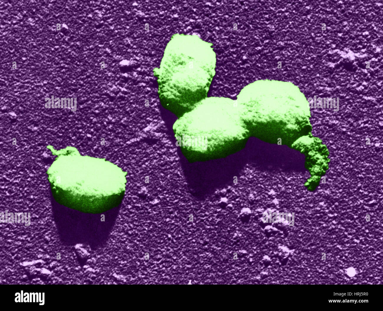 Vaccinia Virus Stockfotos und -bilder Kaufen - Alamy
