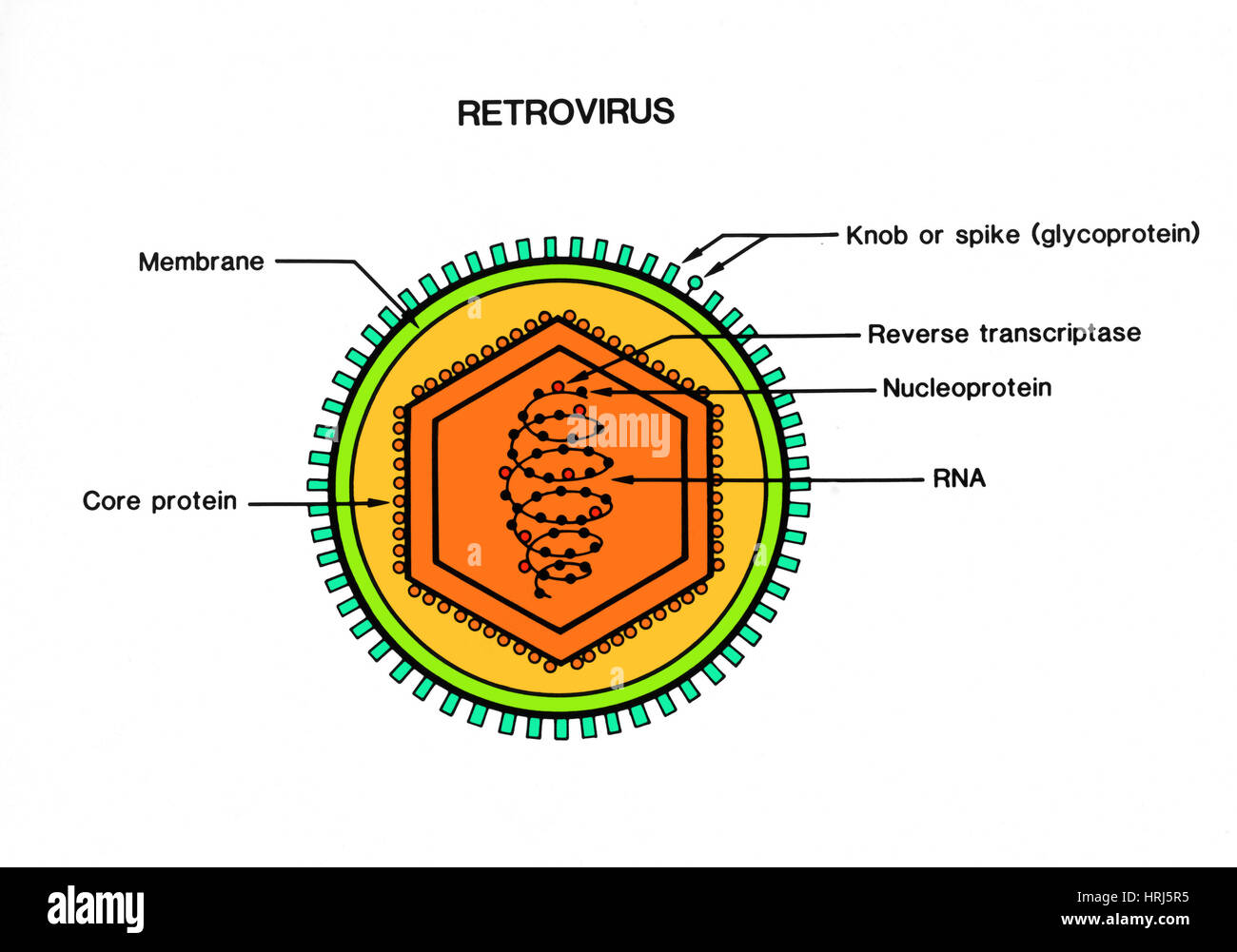 Retrovirus Stockfoto