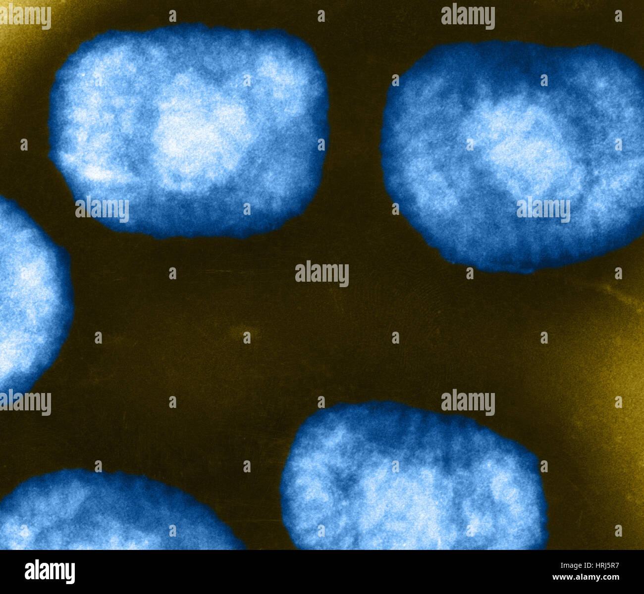 Vaccinia Virus Stockfotos und bilder Kaufen Alamy