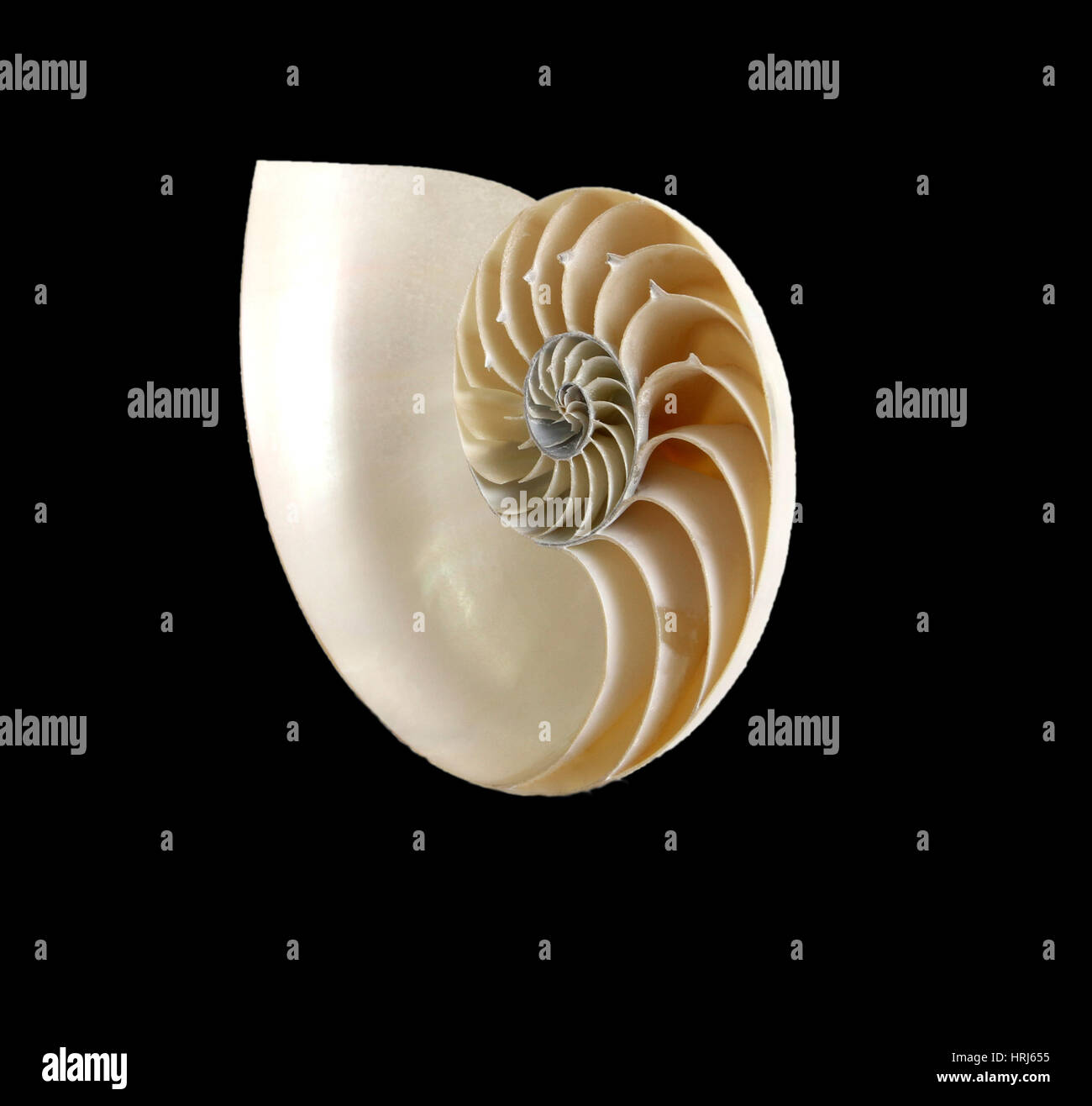 Meeresschnecke Stockfoto