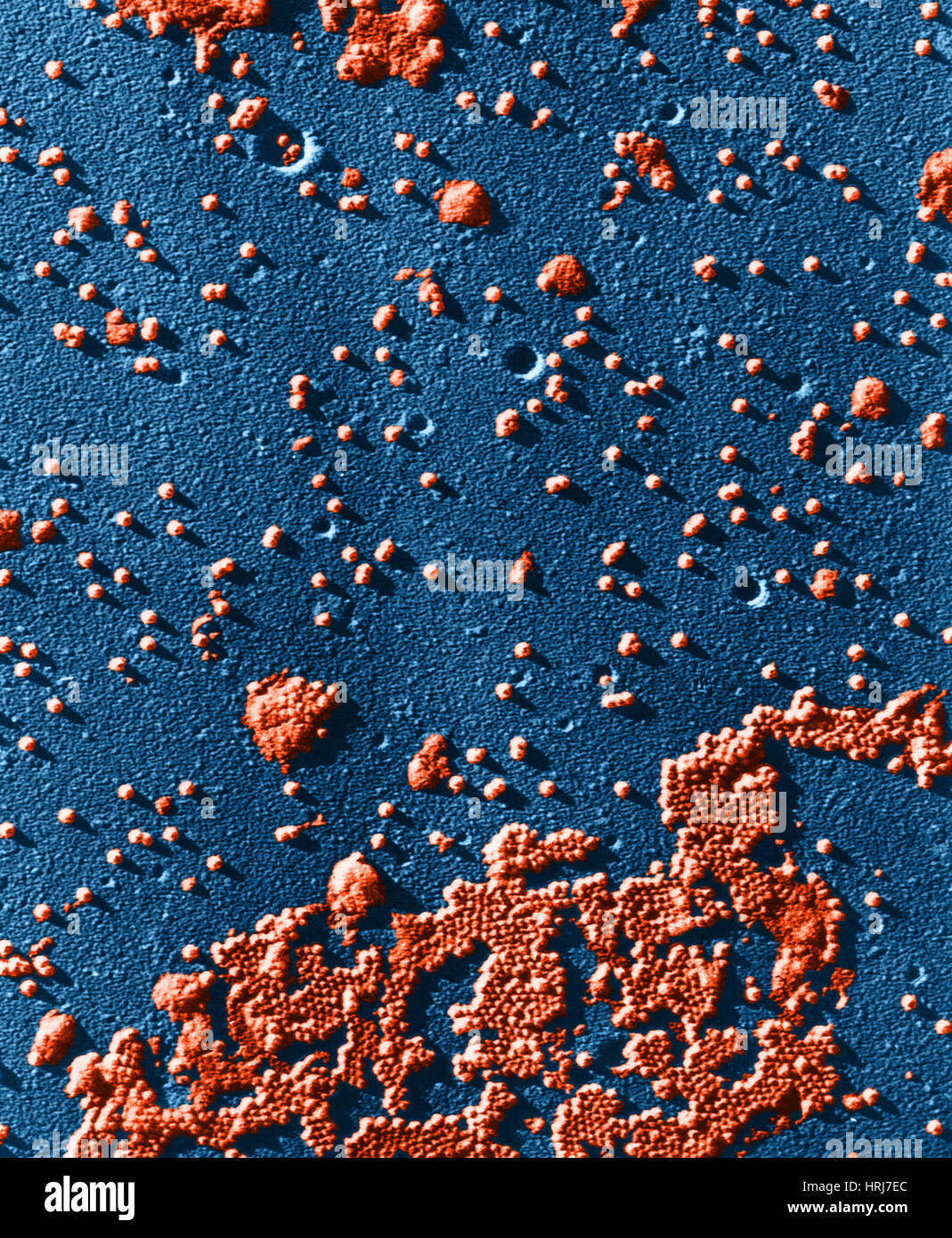 Polio-Virus, TEM Stockfoto