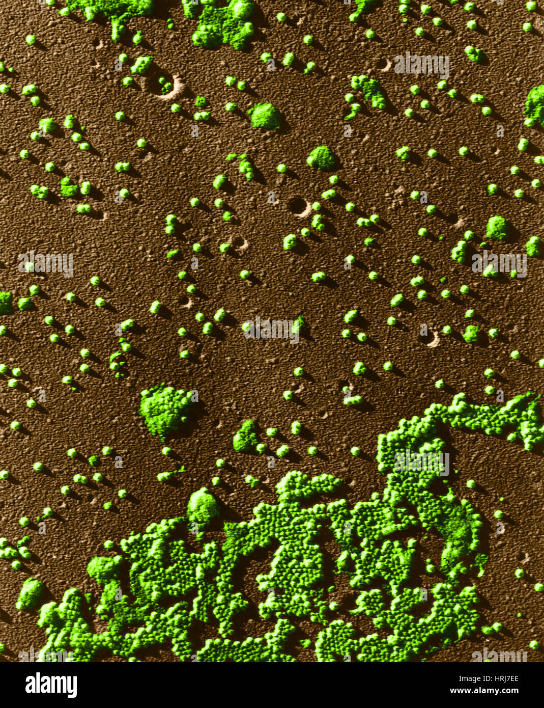 Polio-Virus, TEM Stockfoto