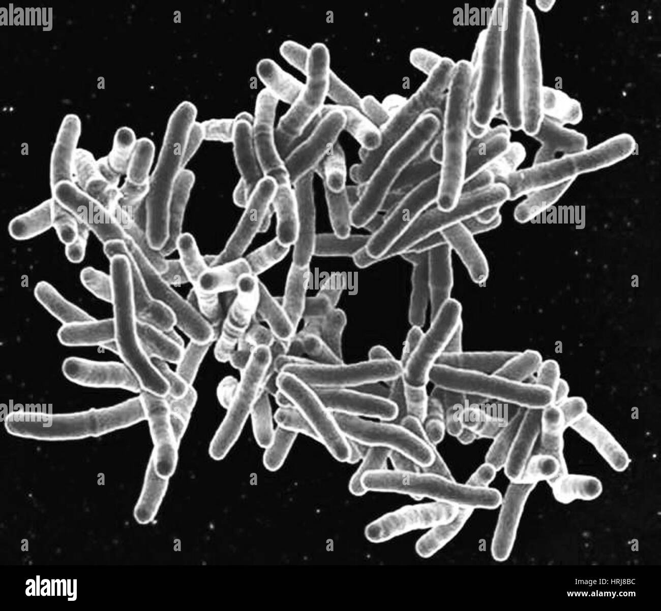 Mycobacterium-Tuberkulose Bakterien, SEM Stockfoto