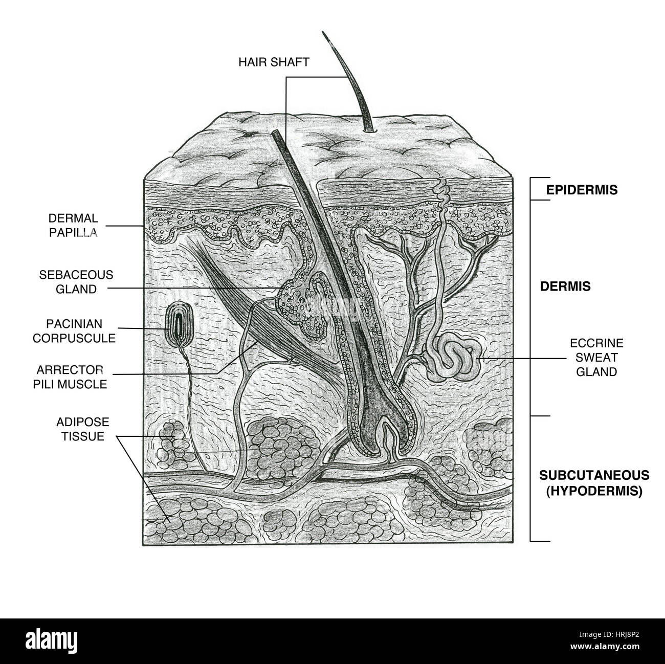 Haut Stockfoto Haut Stockfoto