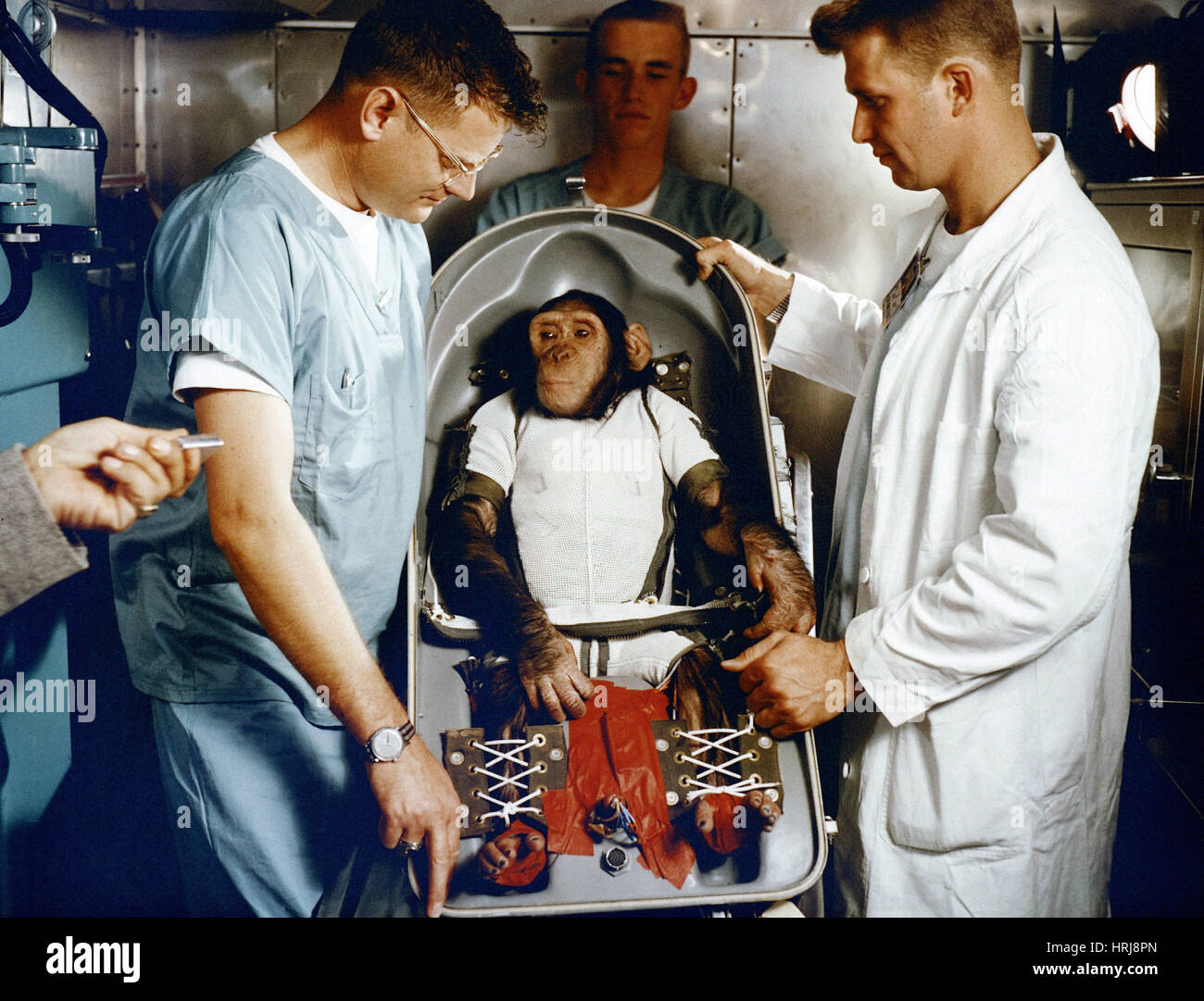 Schinken, erste Schimpanse im Raum, 1961 Stockfoto