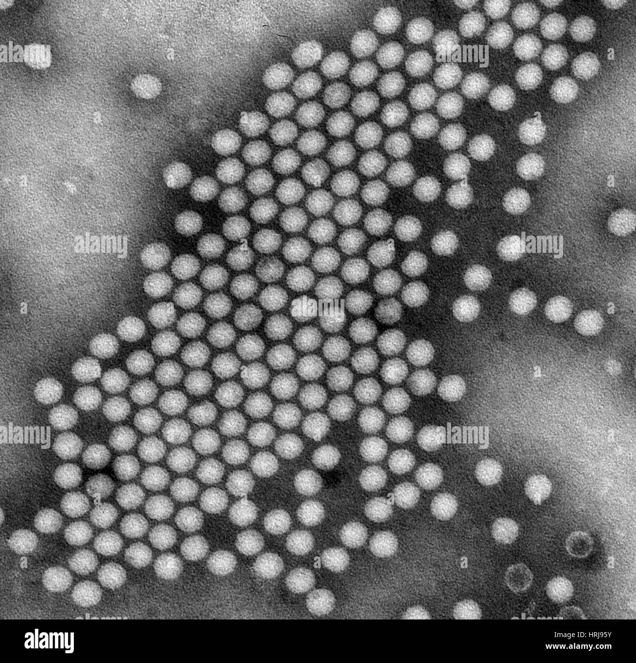Polioviren, TEM Stockfoto