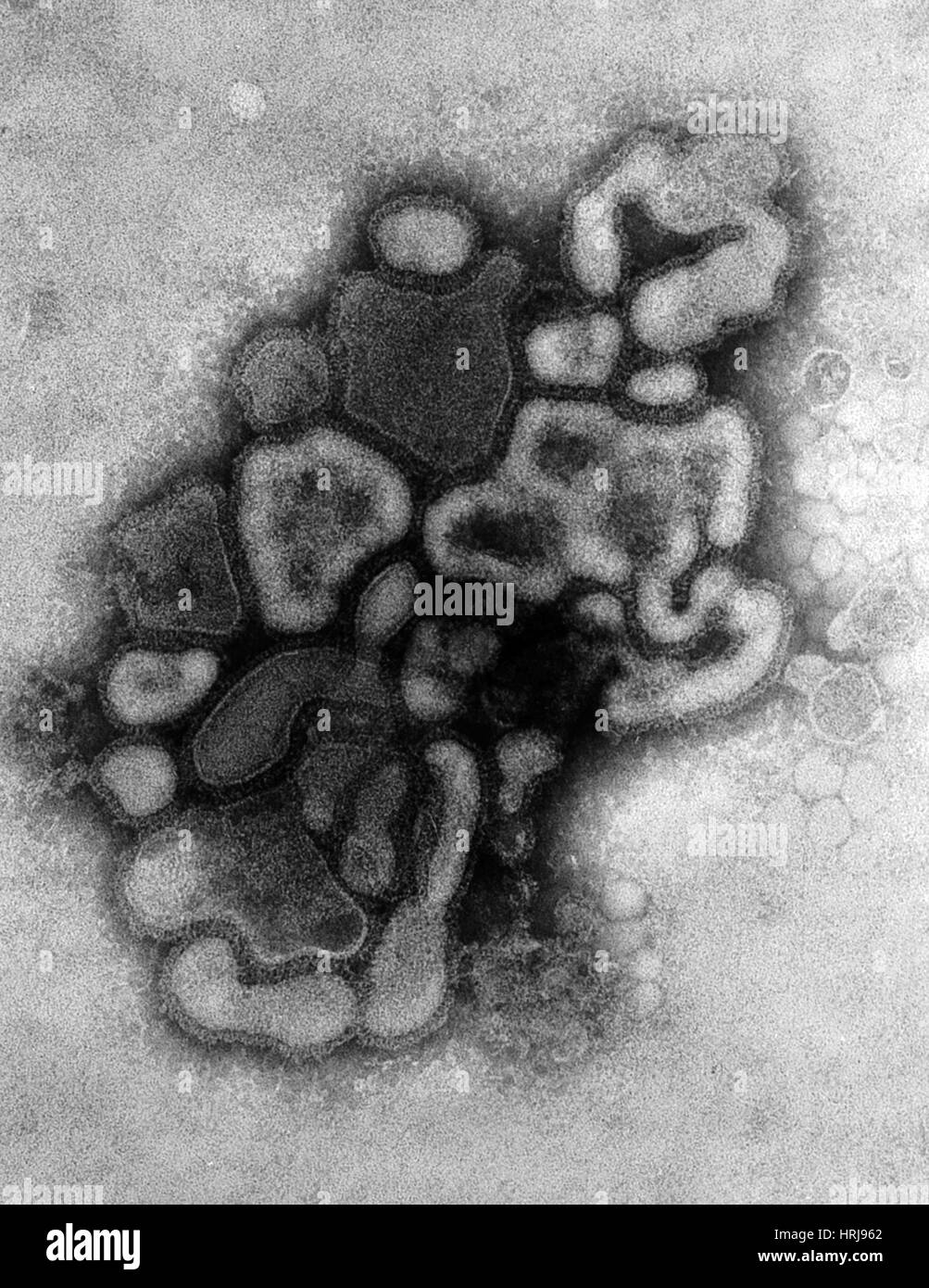 Hsw1N1 Schweine-Grippe, TEM Stockfoto