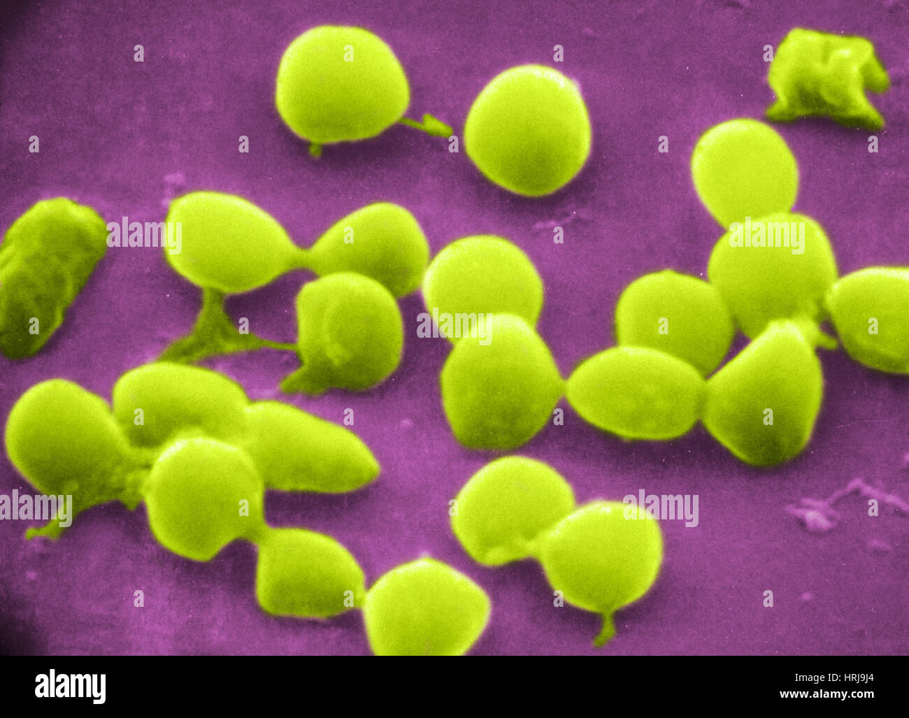 Micrococcus Fotos und Bildmaterial in hoher Auflösung Alamy