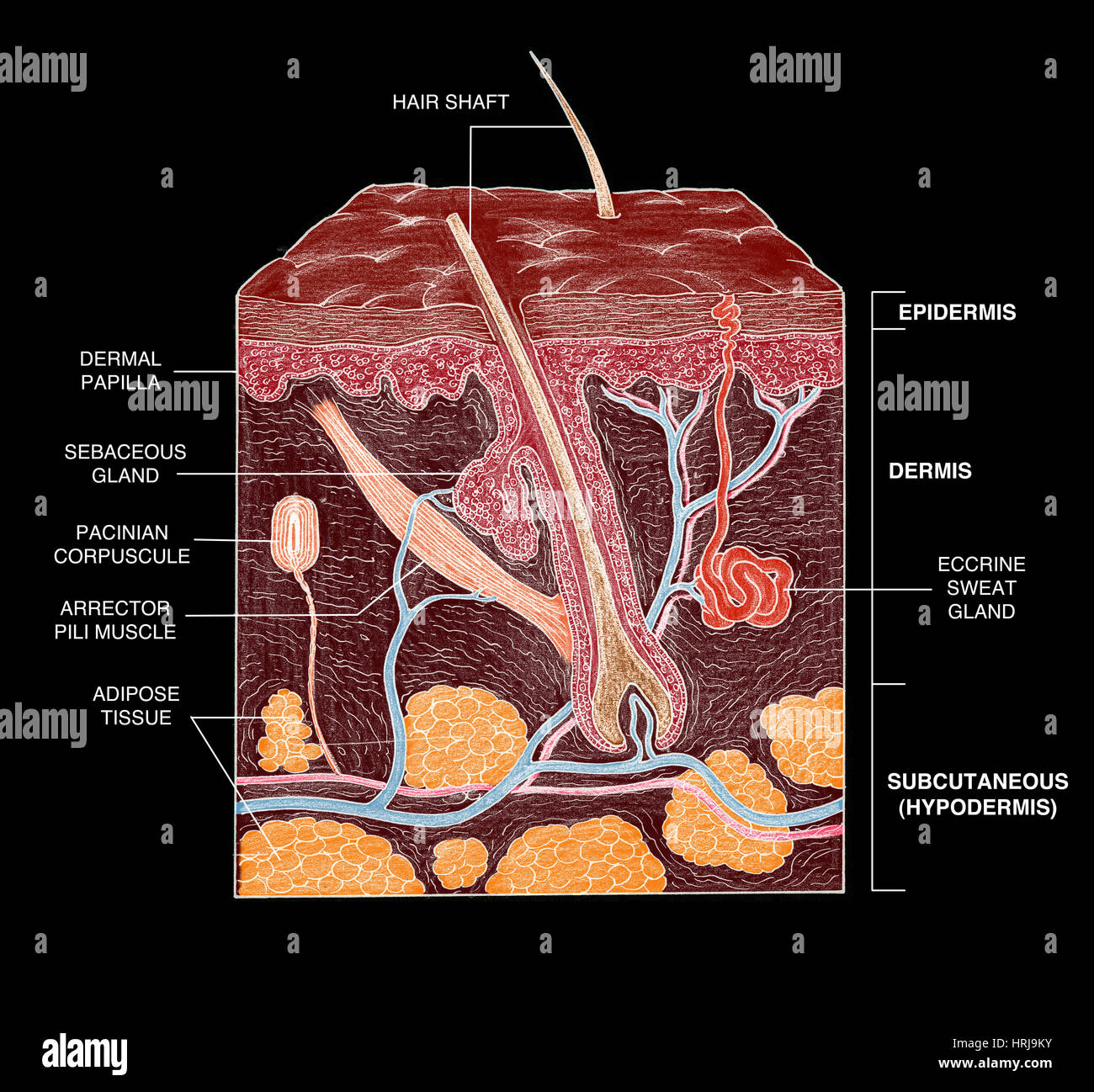 Haut Stockfoto Haut Stockfoto