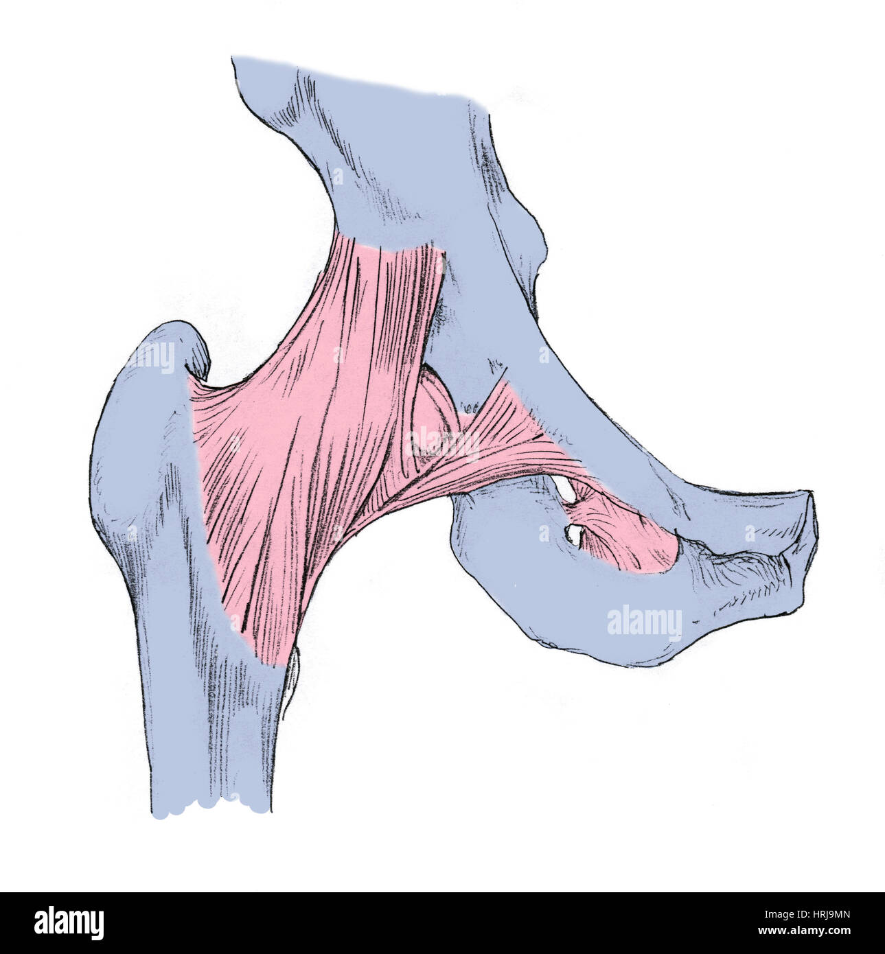 Hip Anatomie Stockfoto