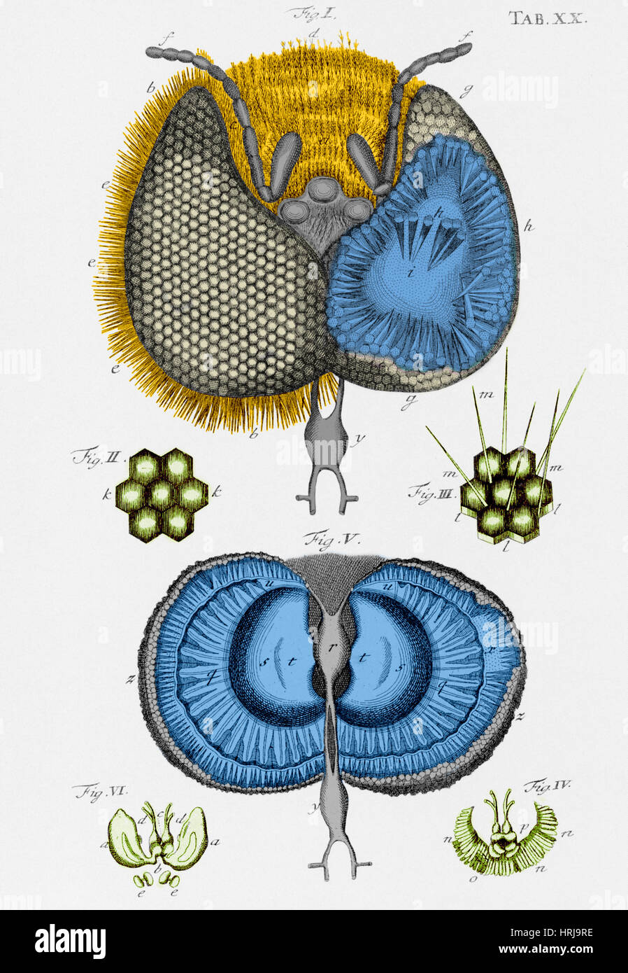 Historische Darstellung der Honey Bee Auge Stockfoto