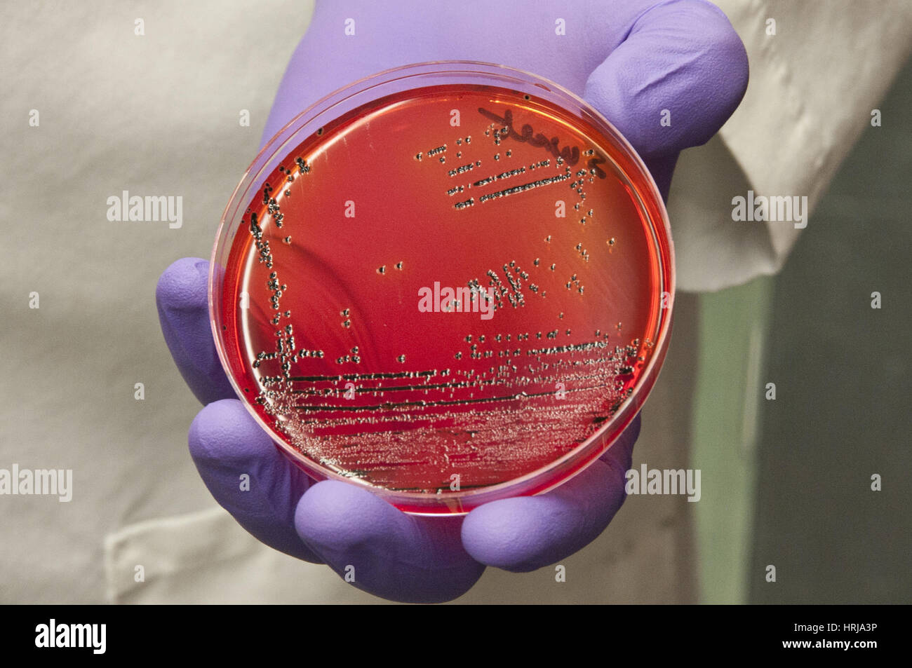 Salmonella-Bakterien, Petrischale Stockfoto